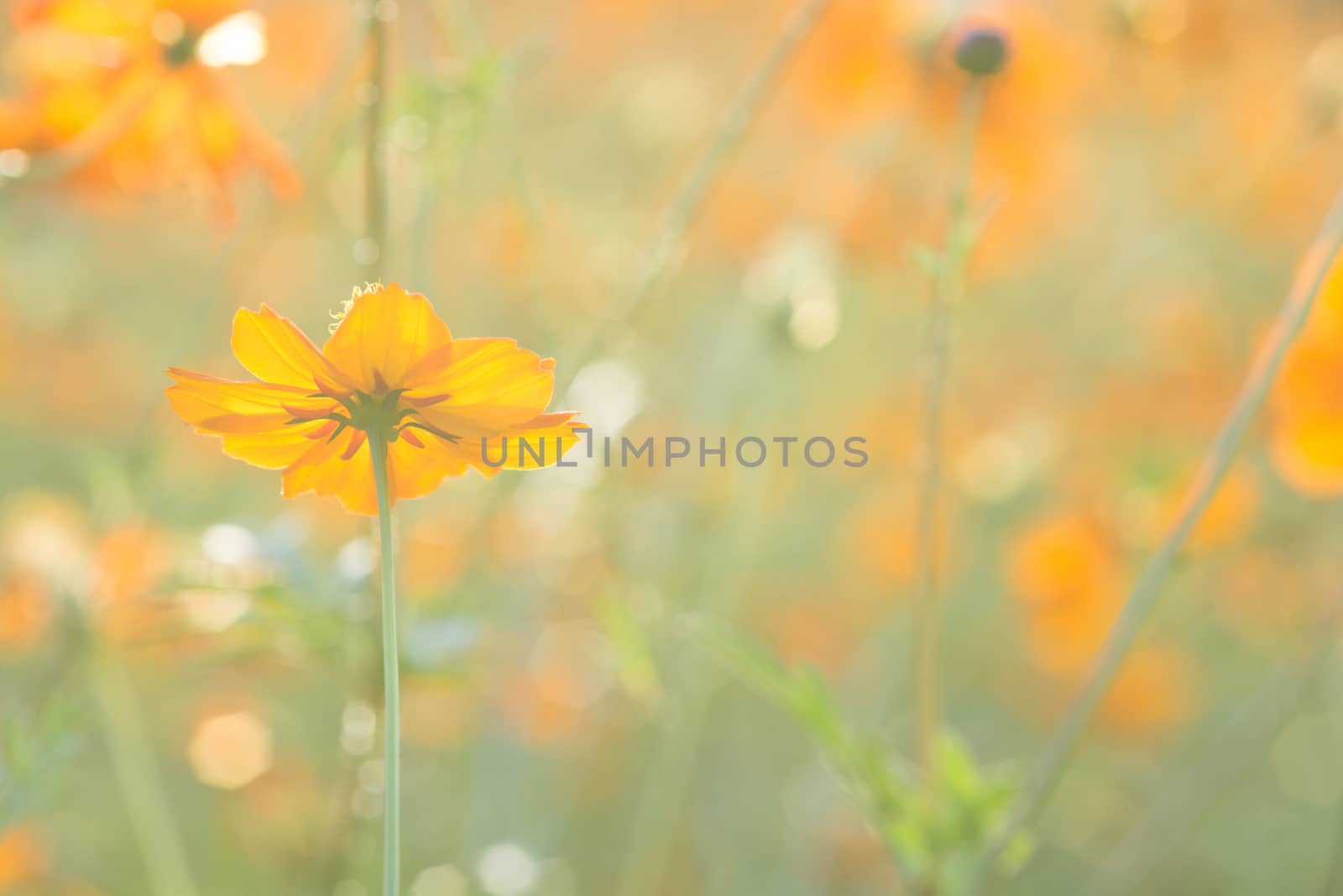 Soft, selective focus of cosmos, blurry flower for background, colorful plants 
