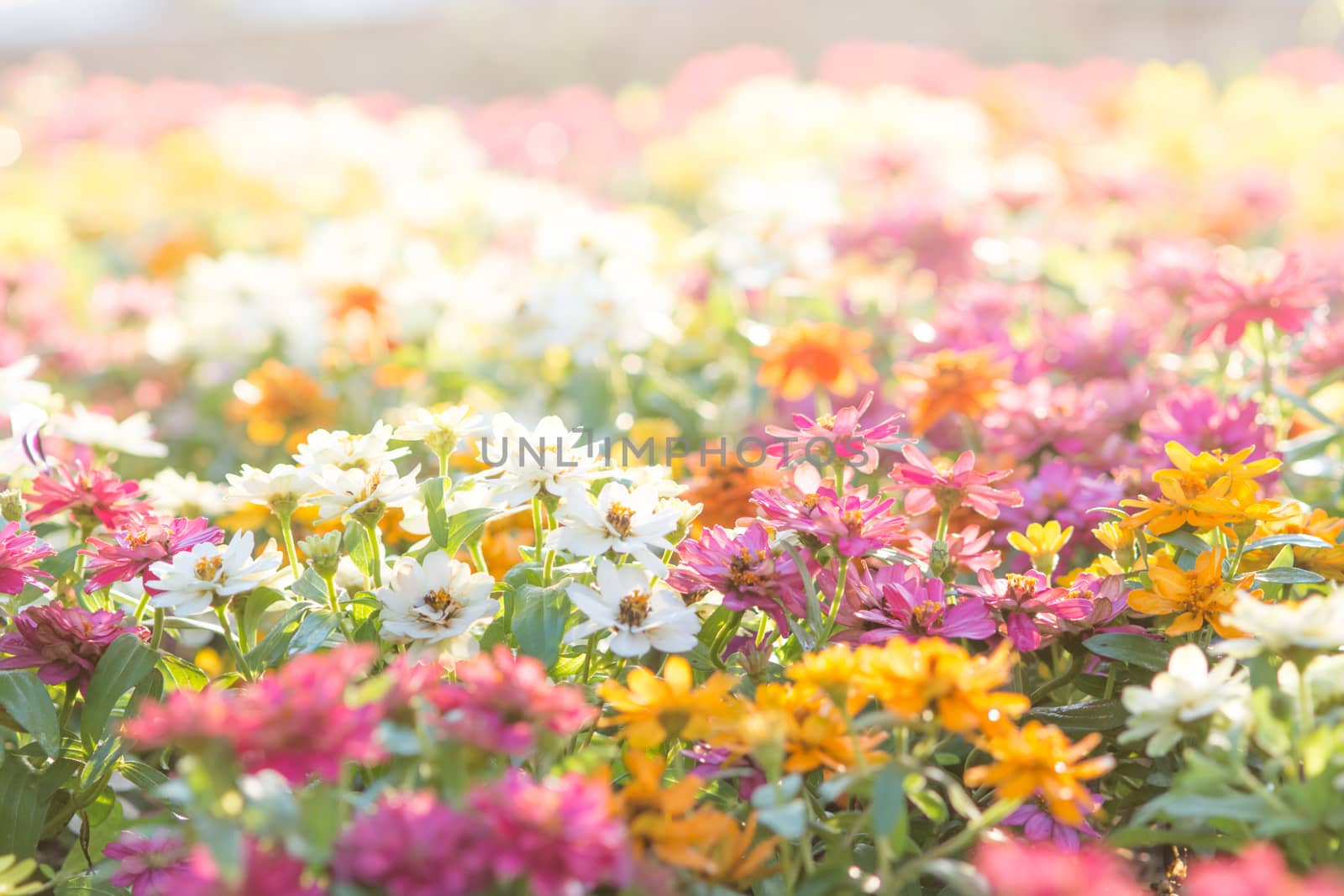 Soft, selective focus of zinnia, blurry flower for background, colorful plants 
