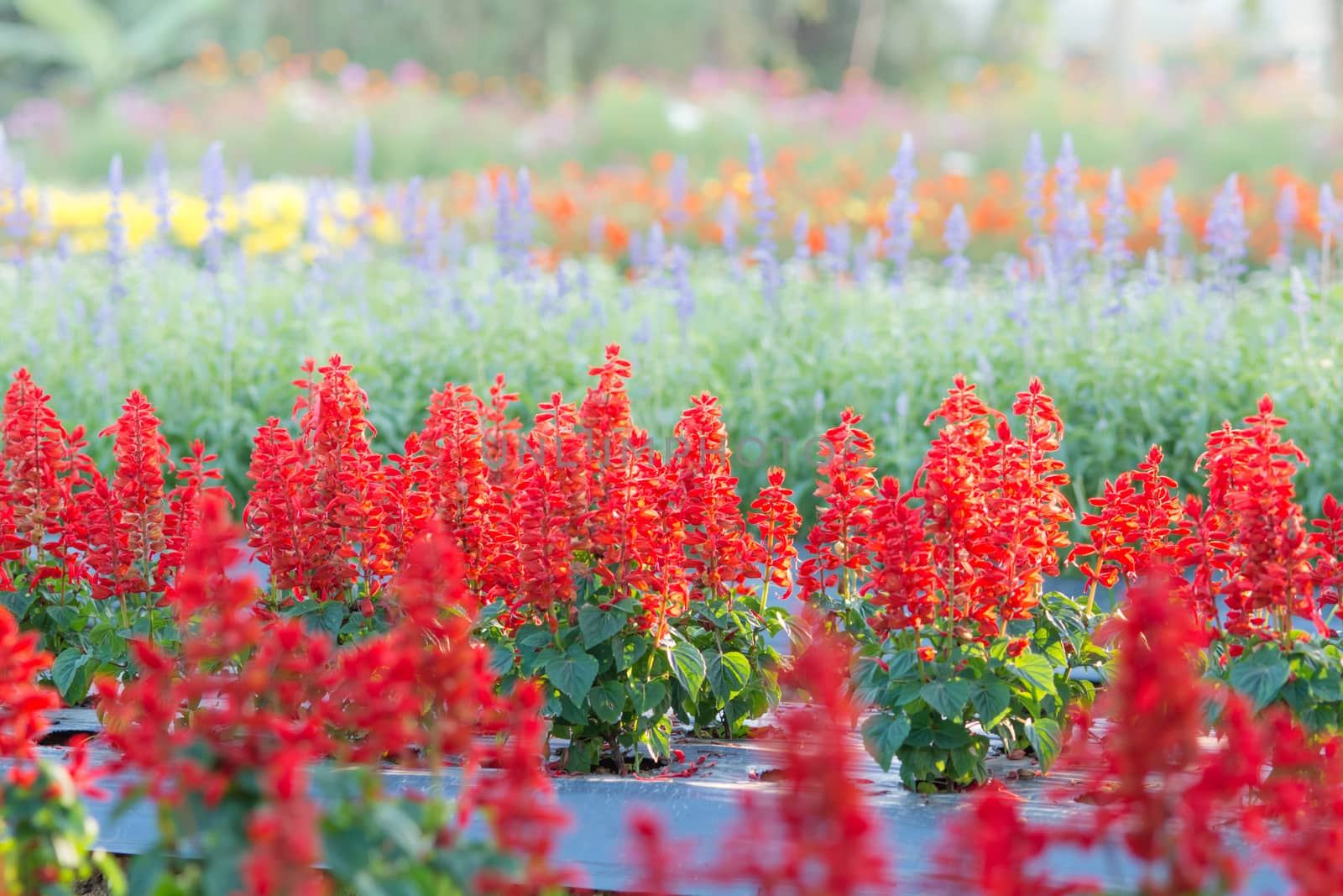 Soft, selective focus of red salvia, blurry flower for background, colorful plants 
