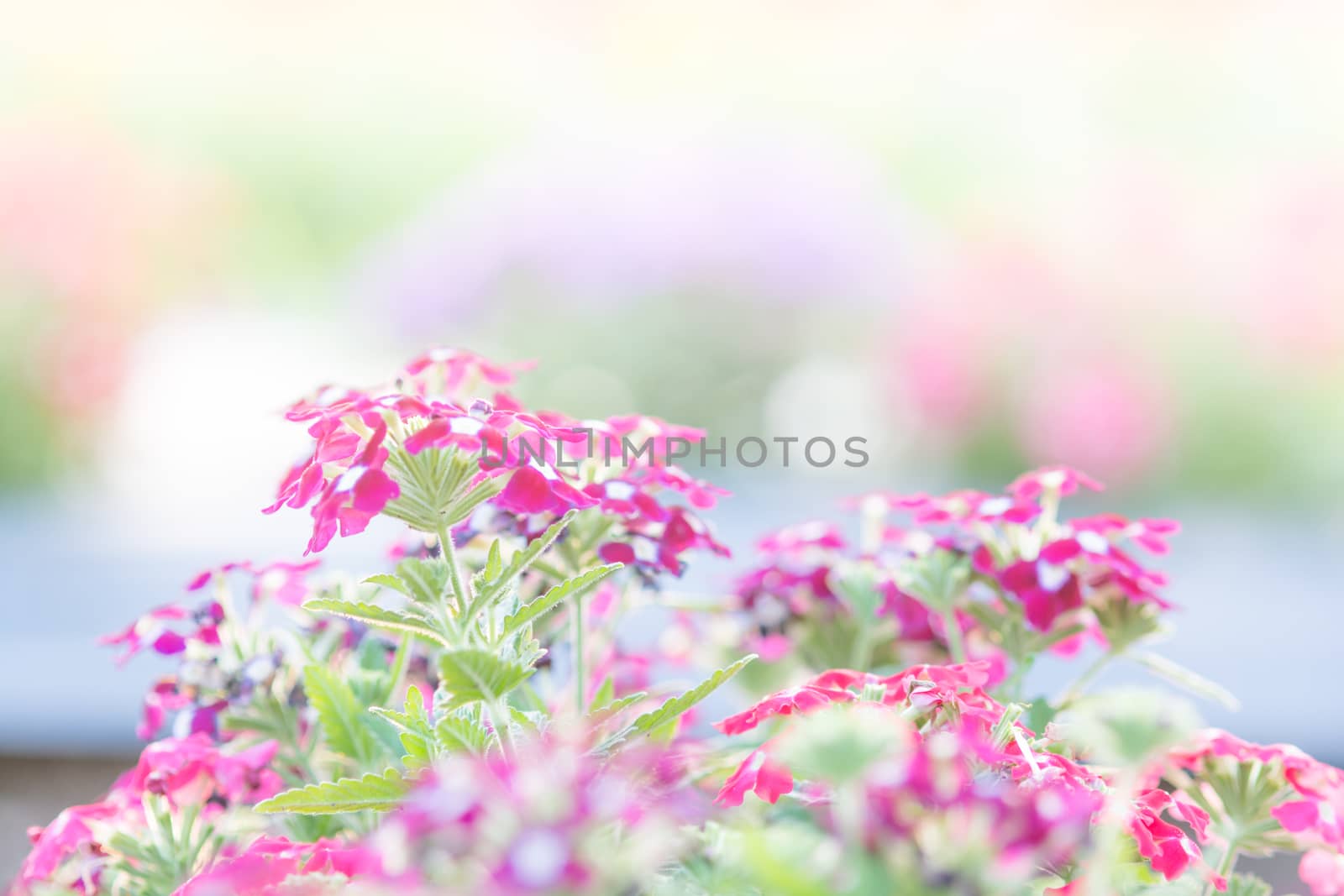 Soft, selective focus of flower, blurry flower for background, colorful plants 
