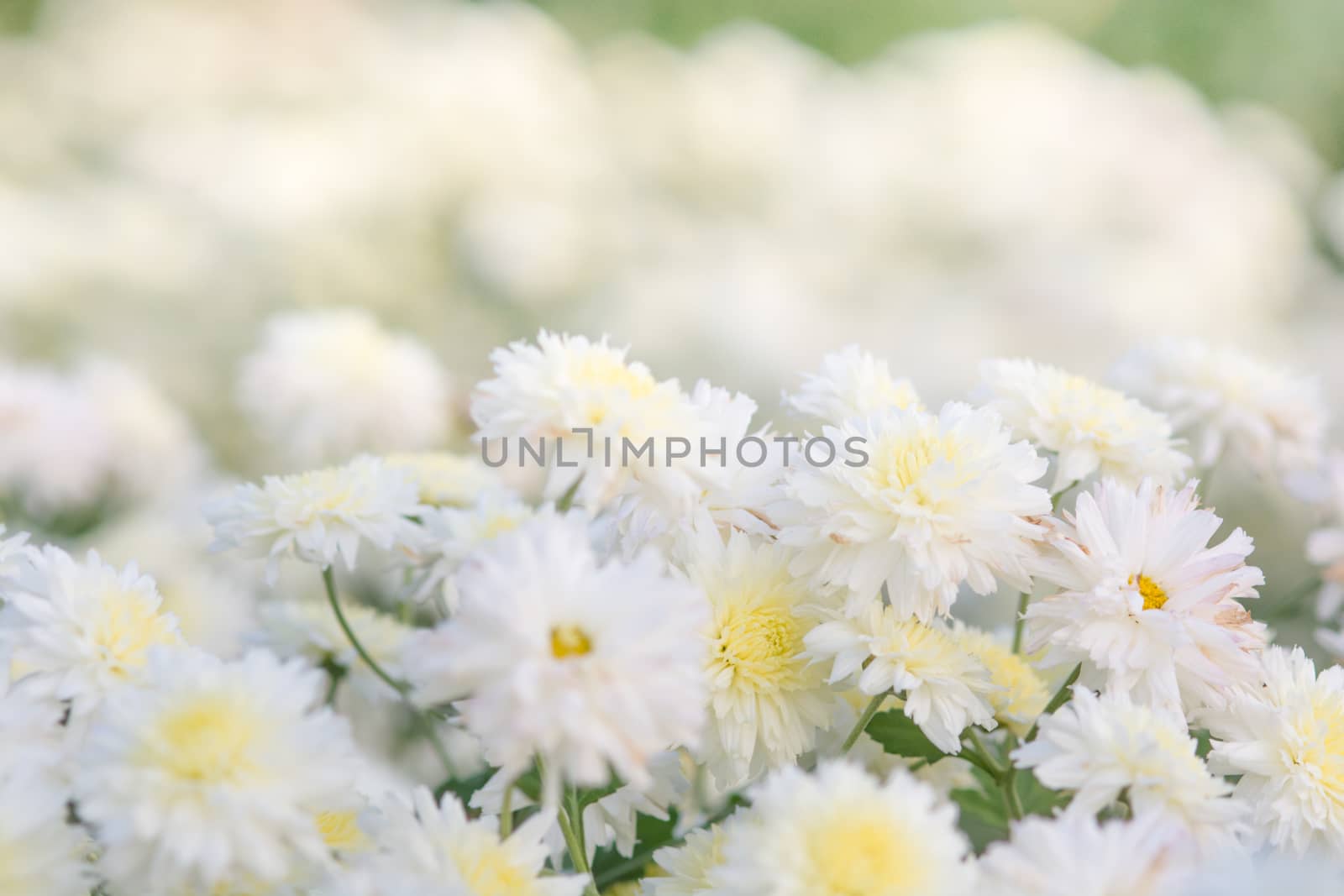 white chrysanthemum flowers, chrysanthemum in the garden. Blurry flower for background, colorful plants

