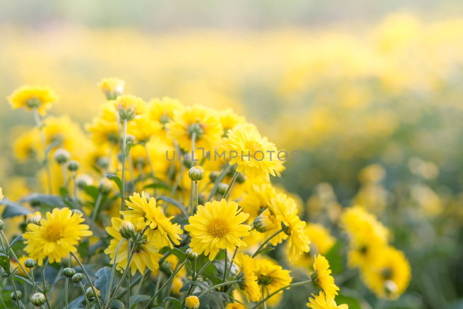 Yellow chrysanthemum flowers, chrysanthemum in the garden. Blurry flower for background, colorful plants
