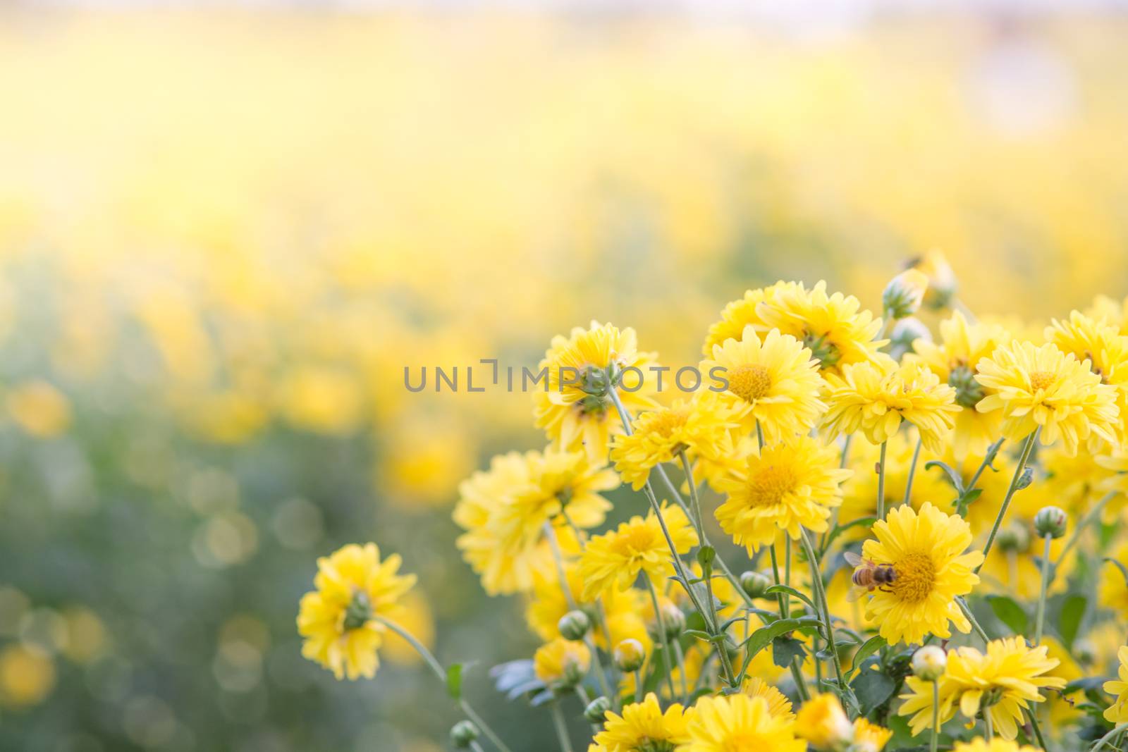 Yellow chrysanthemum flowers, chrysanthemum in the garden. Blurry flower for background, colorful plants
