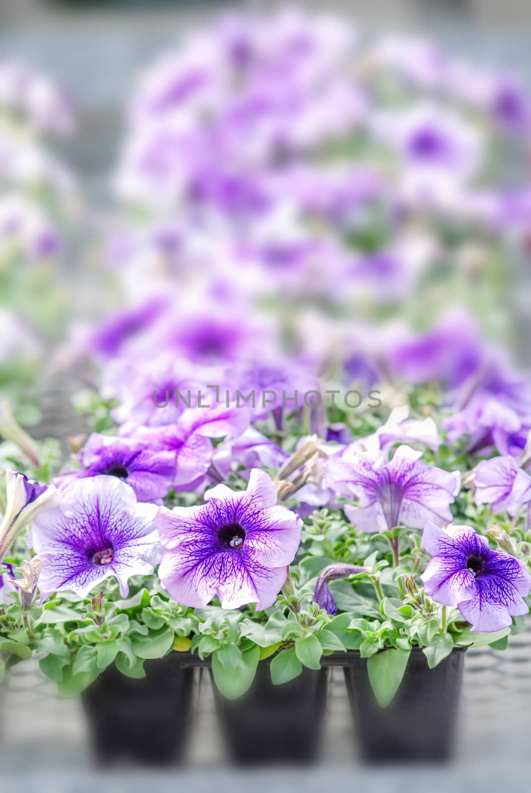 Colorful petunia flowers, Grandiflora is the most popular variet by yuiyuize