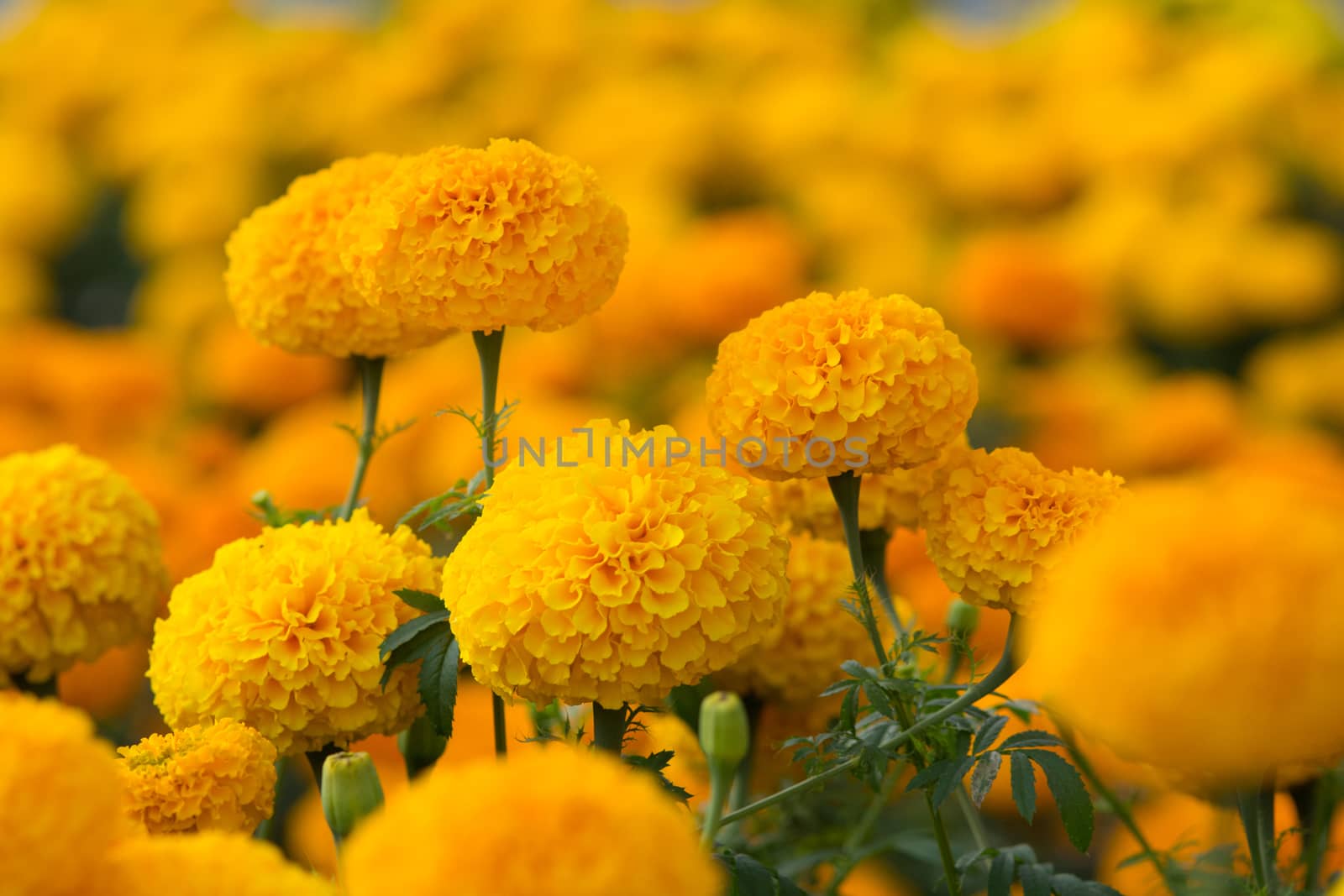 Orange Marigolds flower fields, selective focus by yuiyuize