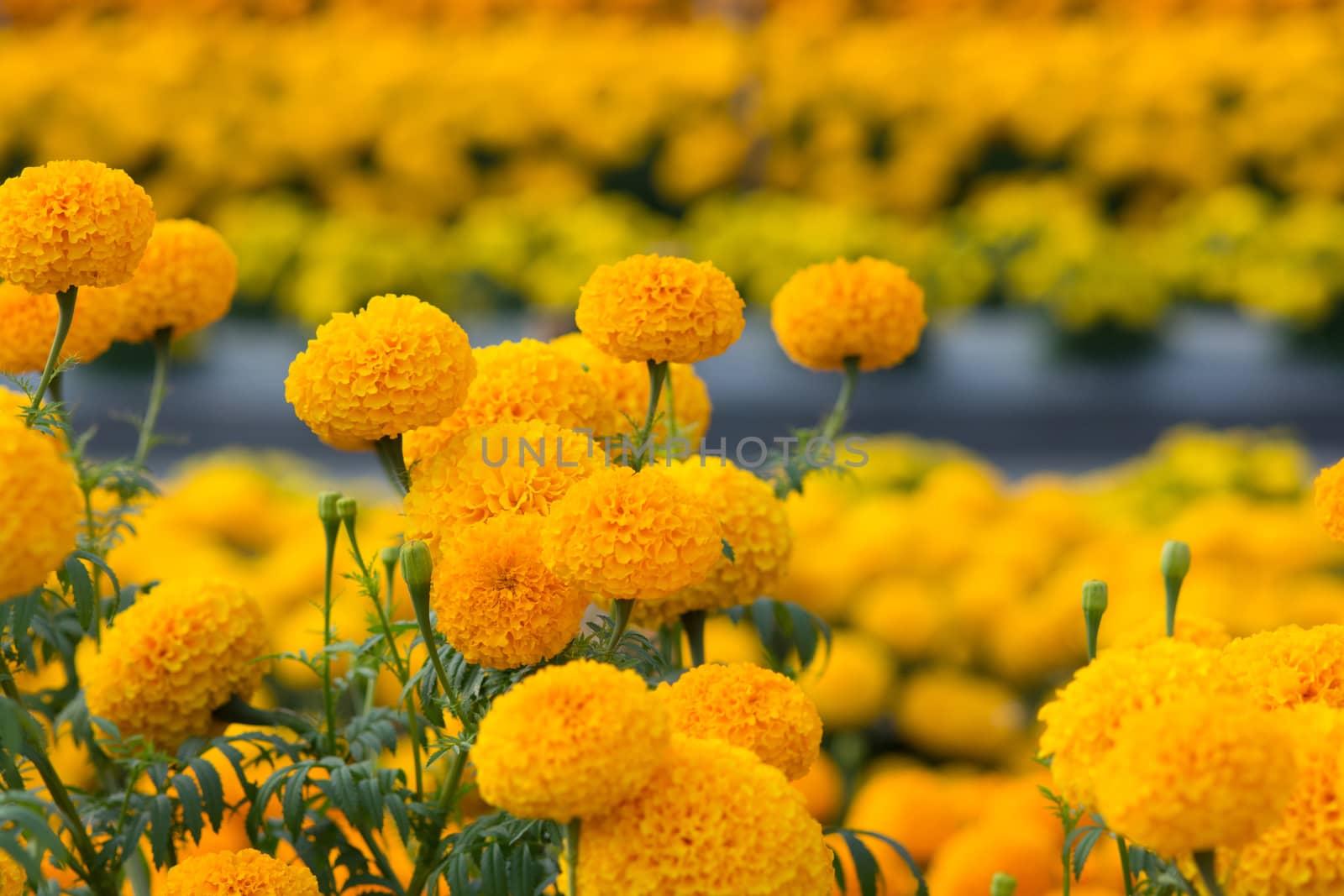 Orange Marigolds flower fields, selective focus by yuiyuize