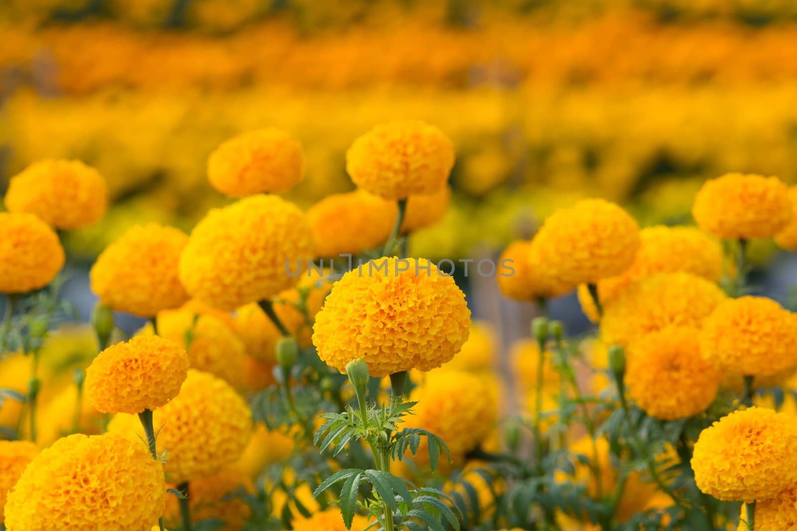 Orange Marigolds flower fields, selective focus by yuiyuize