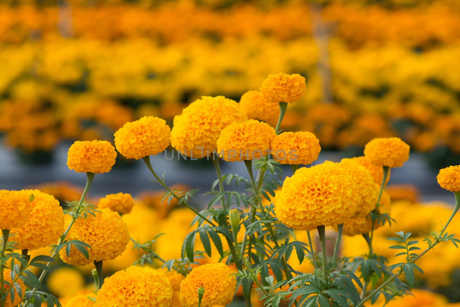 Orange Marigolds flower fields, selective focus by yuiyuize