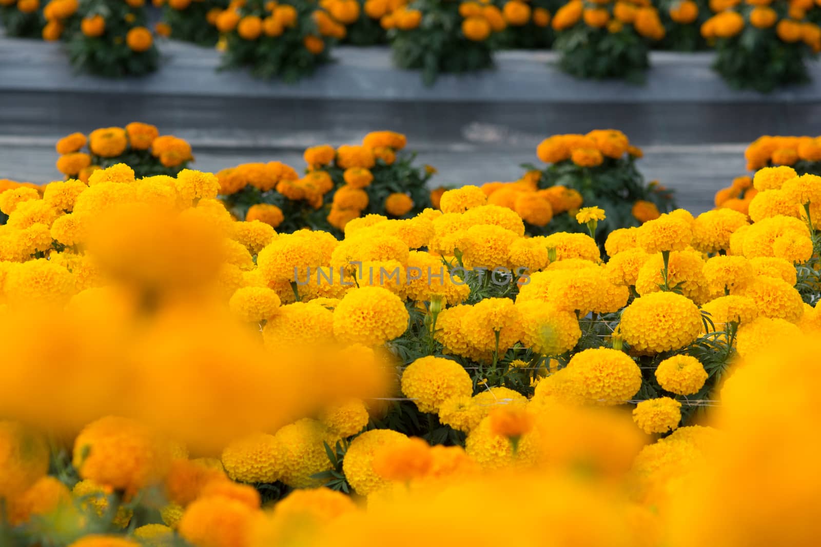 Orange Marigolds flower fields, selective focus by yuiyuize