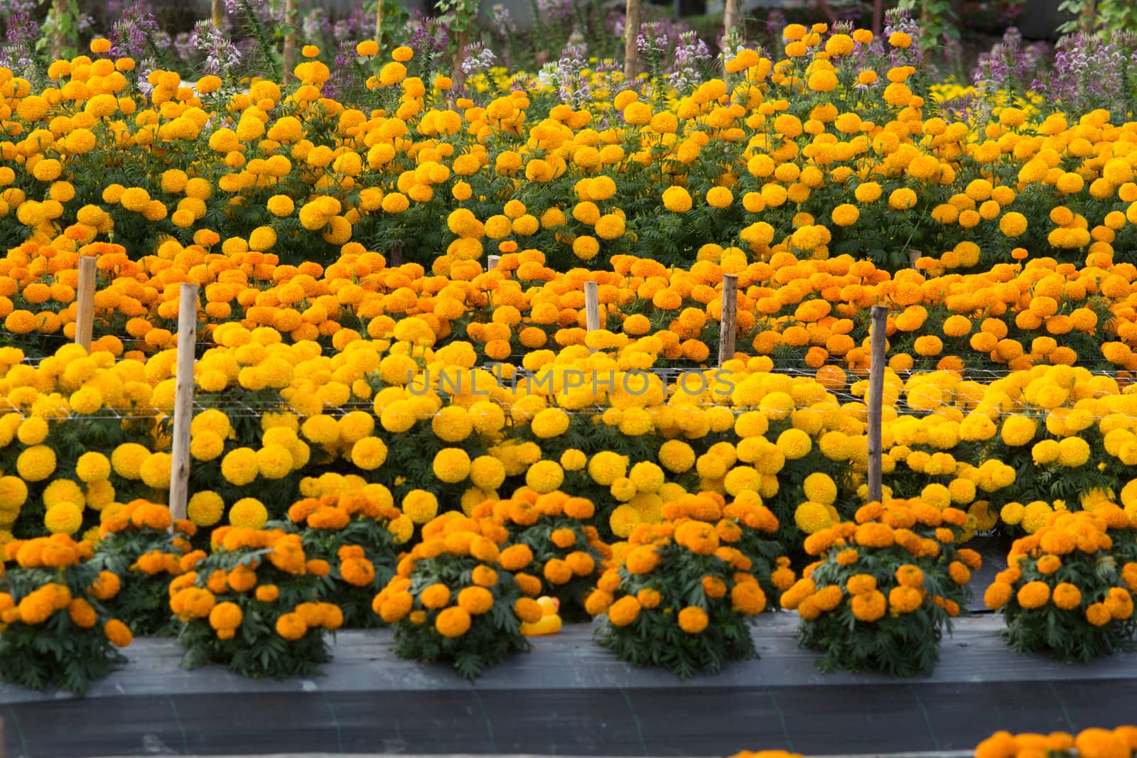 Orange Marigolds flower fields, selective focus by yuiyuize