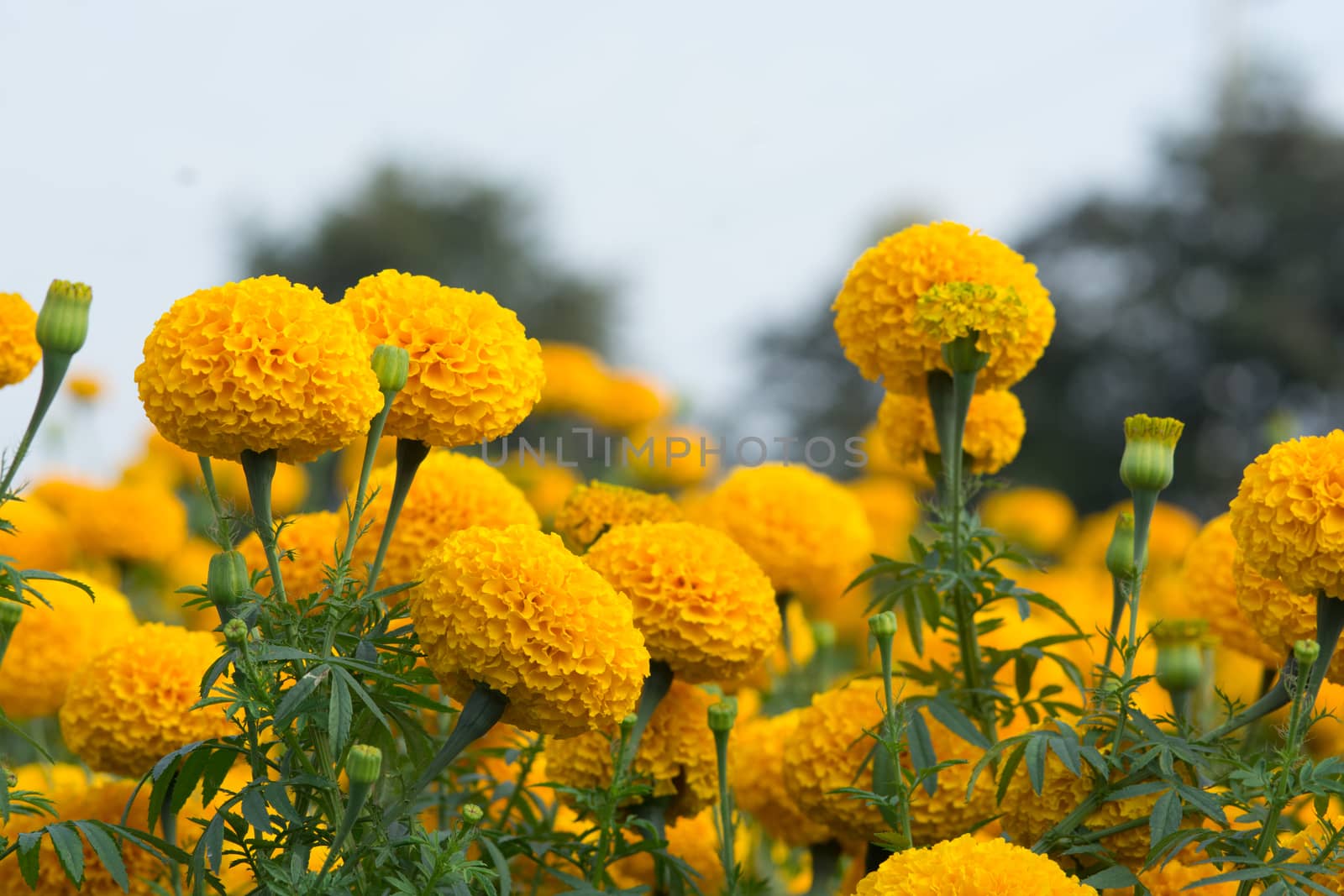 Orange Marigolds flower fields, selective focus by yuiyuize