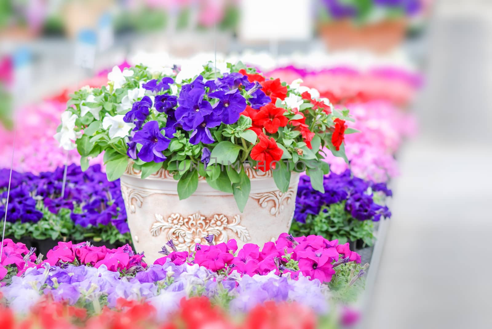 Colorful petunia flowers, Grandiflora is the most popular variety of petunia, with large single or double flowers that form mounds of colorful solid, striped, or variegated blooms.
