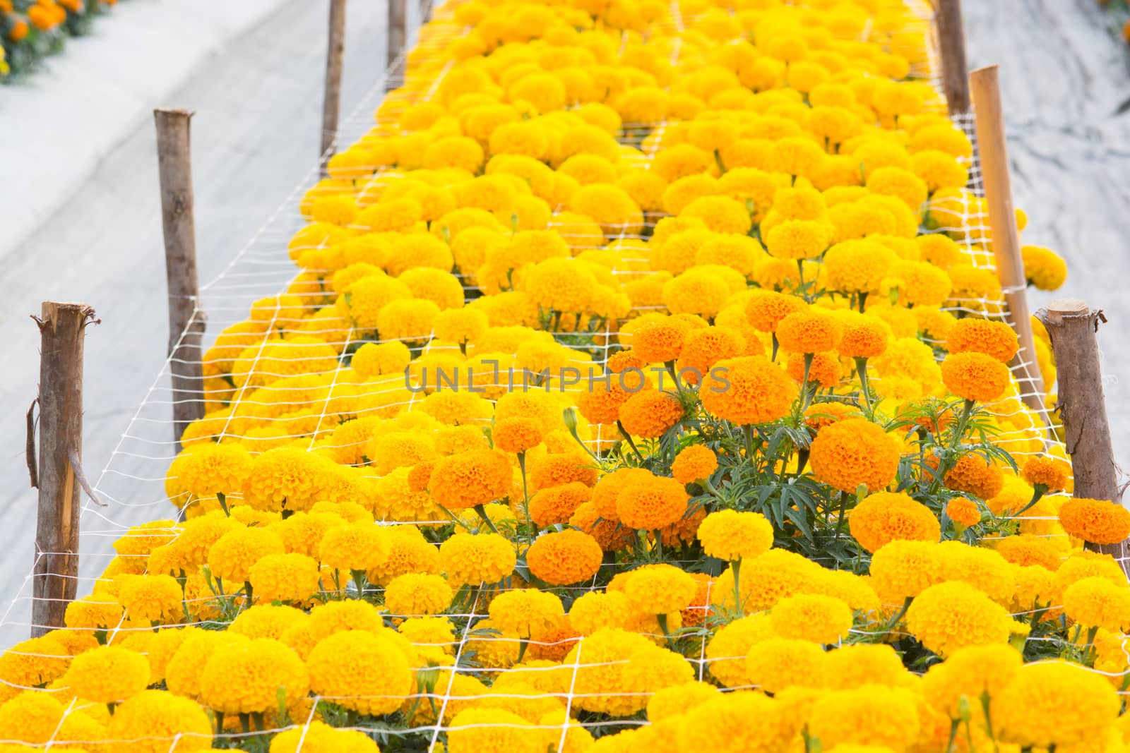Orange Marigolds flower fields, selective focus by yuiyuize