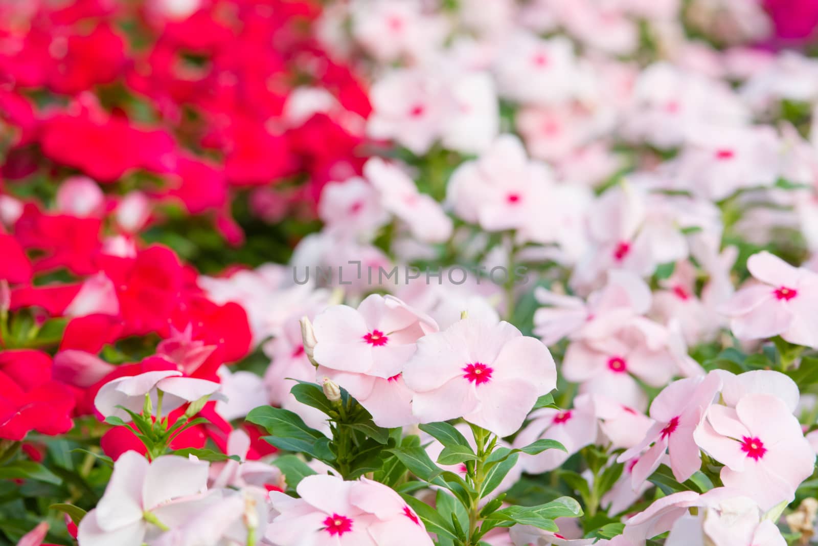 Vinca rosea flowers blossom in the garden, foliage variety of colors flowers, selective focus