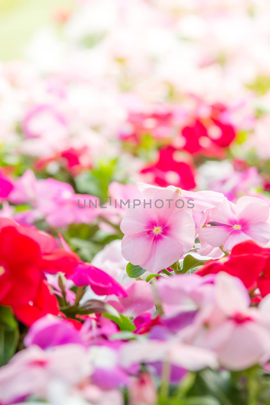 Vinca rosea flowers blossom in the garden, foliage variety of colors flowers, selective focus