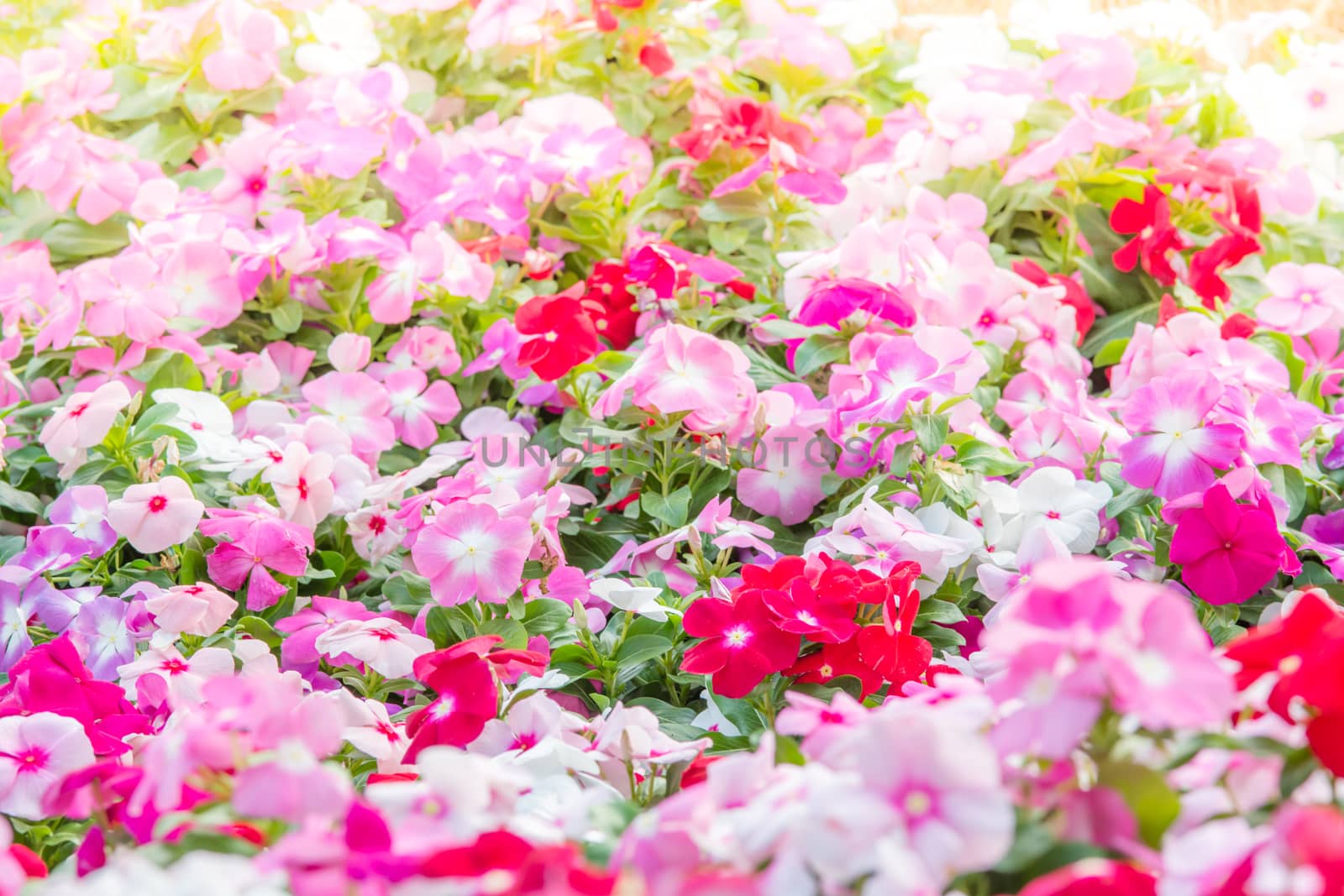 Vinca rosea flowers blossom in the garden, foliage variety of co by yuiyuize