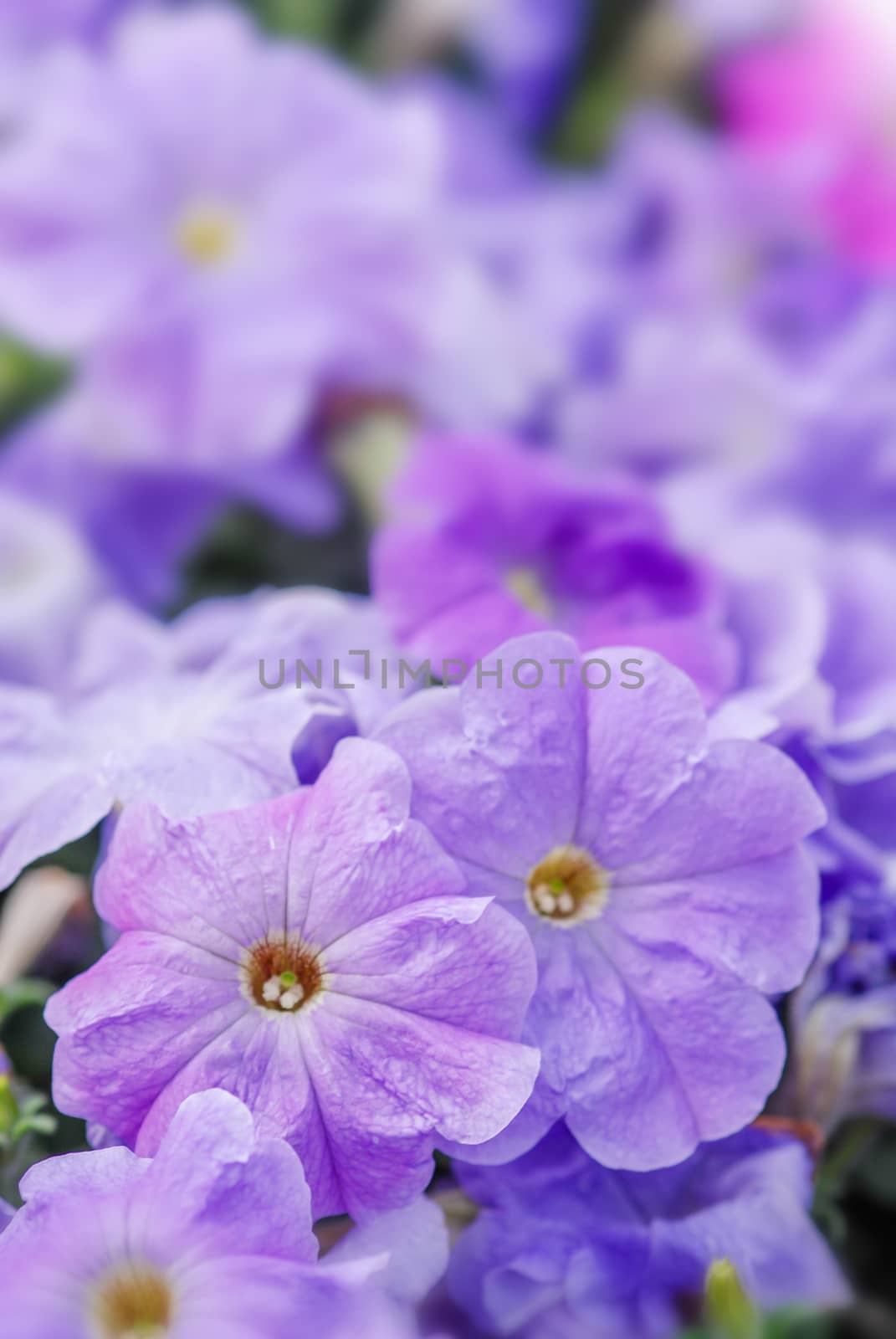 Colorful petunia flowers, Grandiflora is the most popular variet by yuiyuize