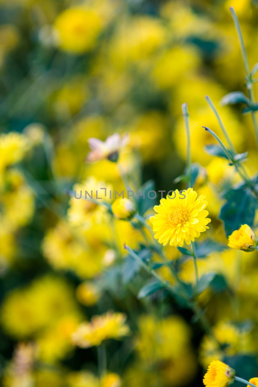 Yellow chrysanthemum flowers, chrysanthemum in the garden. Blurry flower for background, colorful plants
