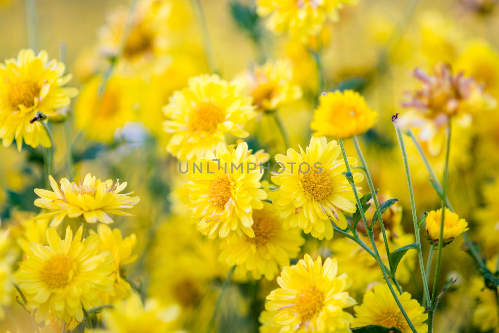 Yellow chrysanthemum flowers, chrysanthemum in the garden. Blurry flower for background, colorful plants
