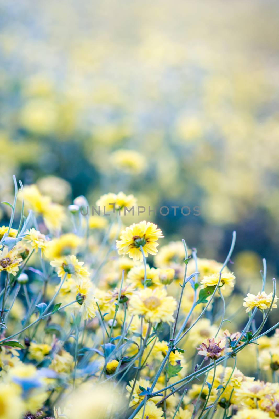 Yellow chrysanthemum flowers, chrysanthemum in the garden. Blurr by yuiyuize