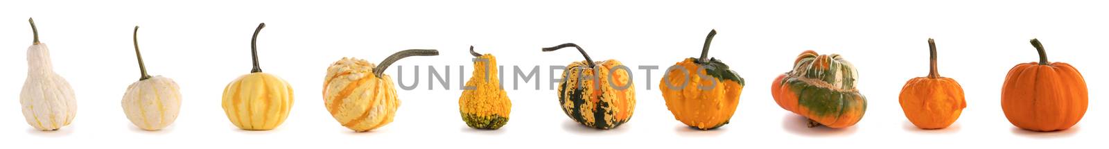 Set of diverse colorful pumpkins on isolated white background