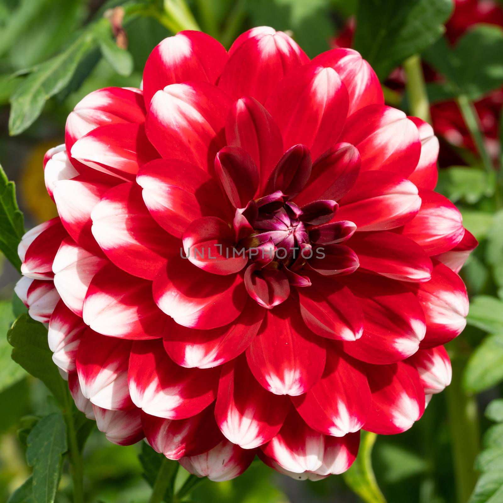 Dahlia (Dahlia), flowers of summer