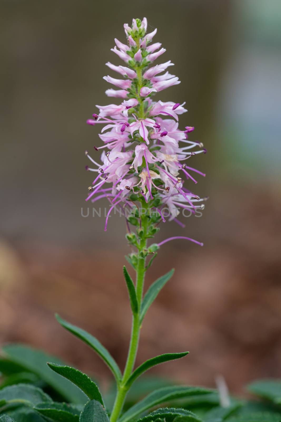 Speedwell, Veronica spicata by alfotokunst