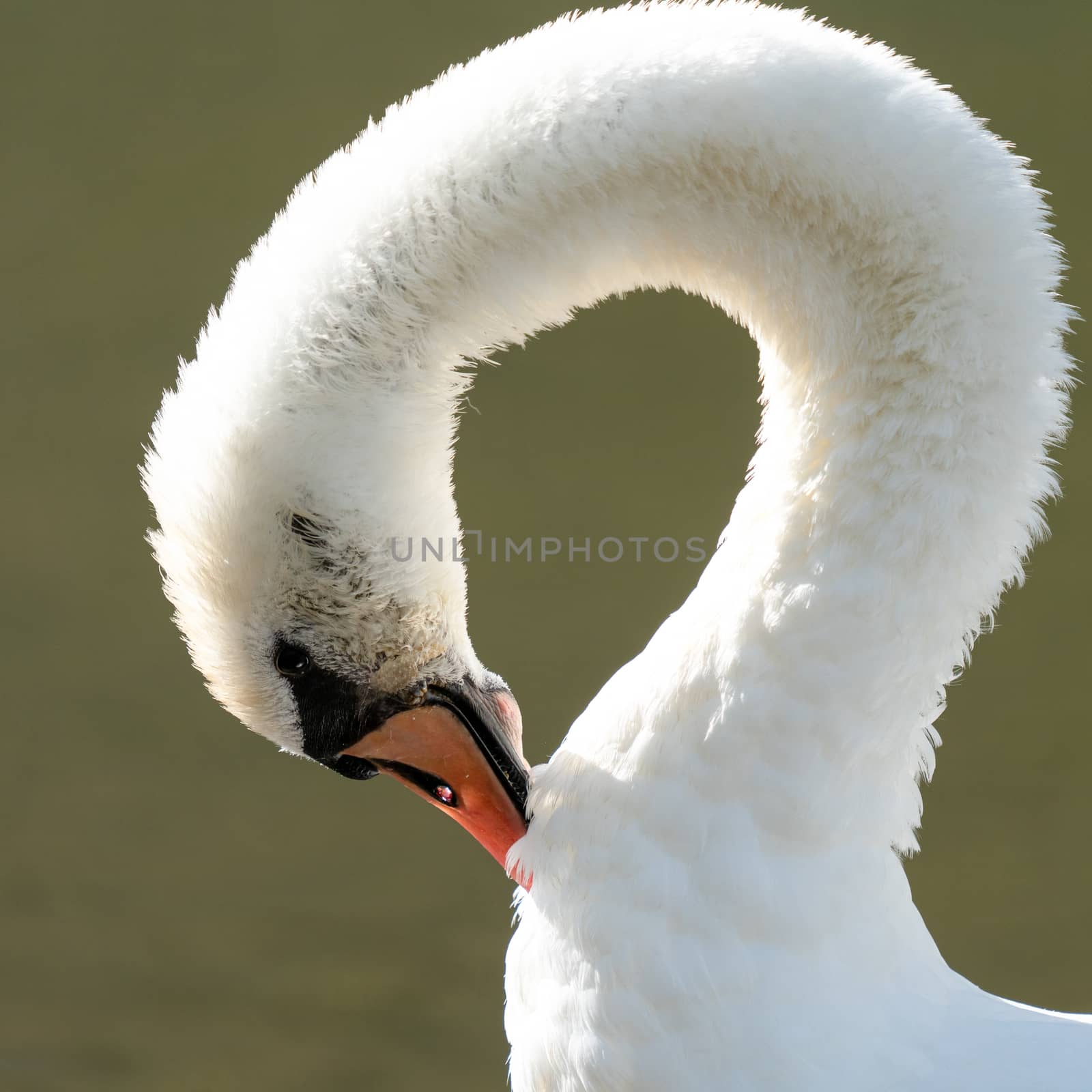 White swan (Cygnus olor), image was taken on the Moselle river close to Cochem, Germany
