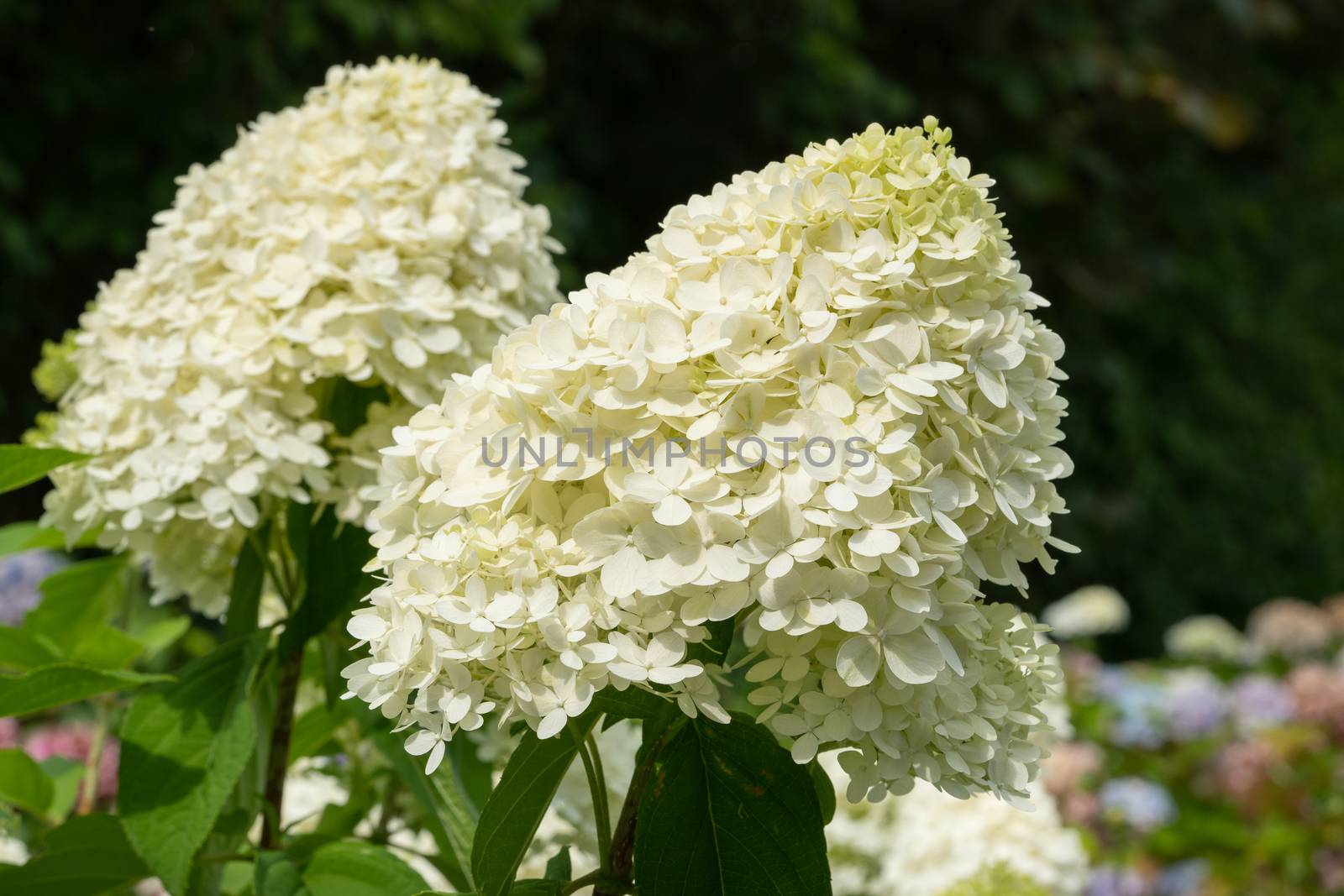 Hydrangea (Hydrangea paniculata), flowers of summer