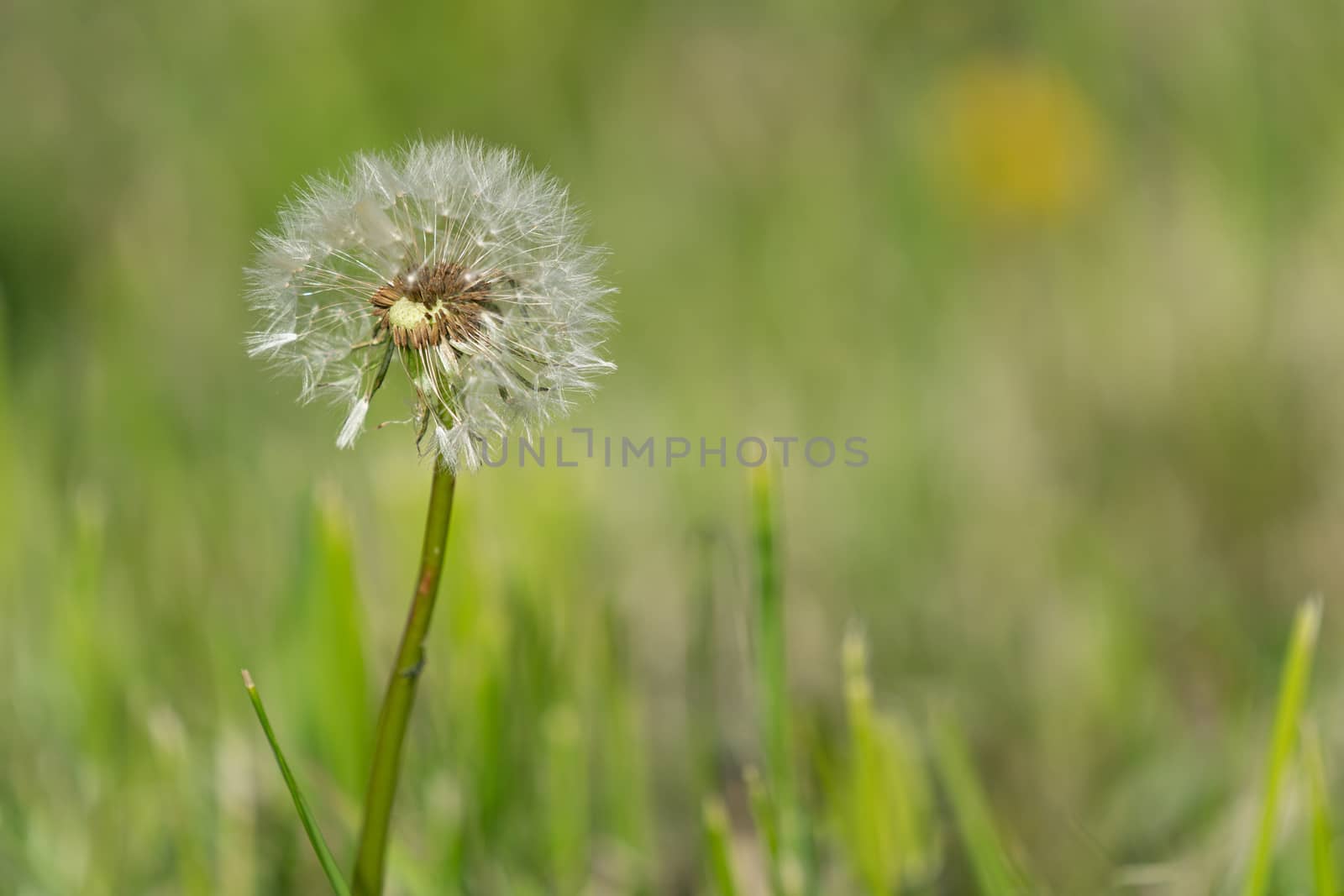Common dandelion (Taraxacum), close up of the blowball