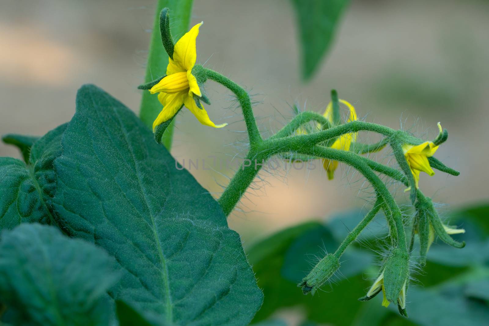 Blossom of tomato plant (Solanum lycopersicum)