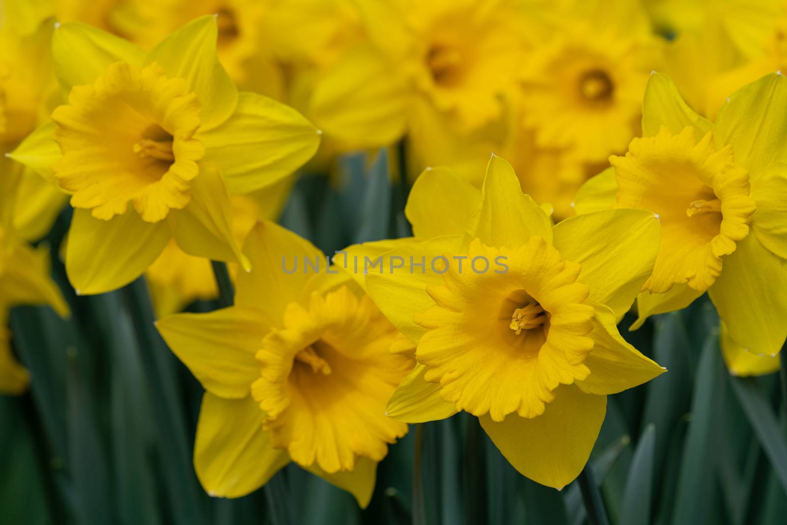 Daffodil (Narcissus pseudonarcissus), flowers of springtime