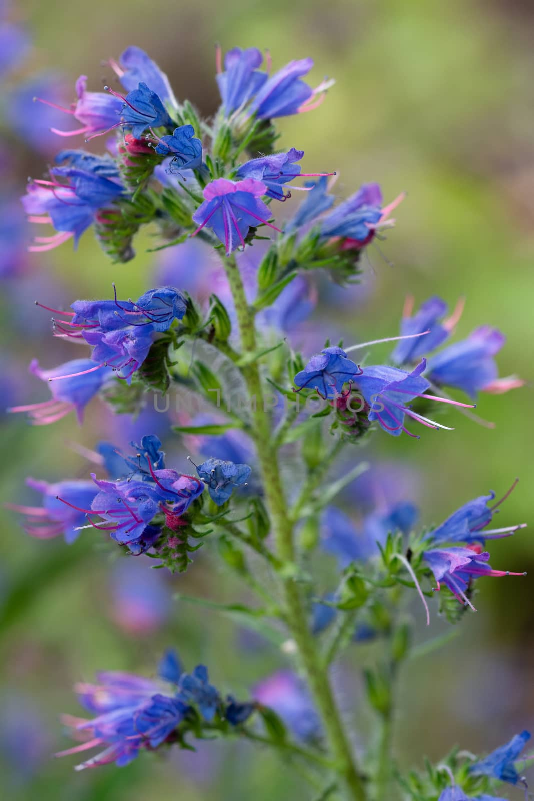 Vipers bugloss (Echium vulgare), close up of the flower head