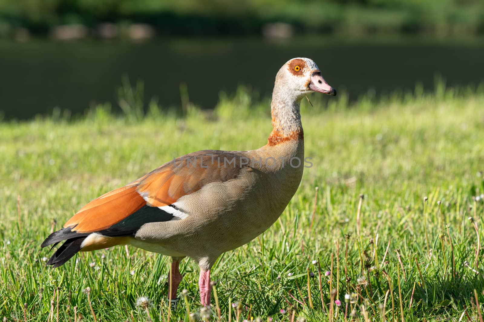 Nile Goose (Alopochen aegyptiaca), image was taken on the Moselle river close to Cochem, Germany