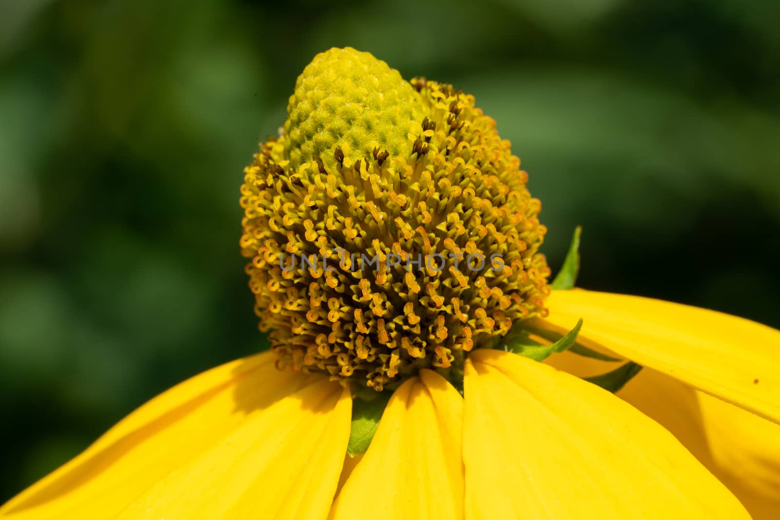 Shiny Coneflower (Rudbeckia nitida), flowers of summer