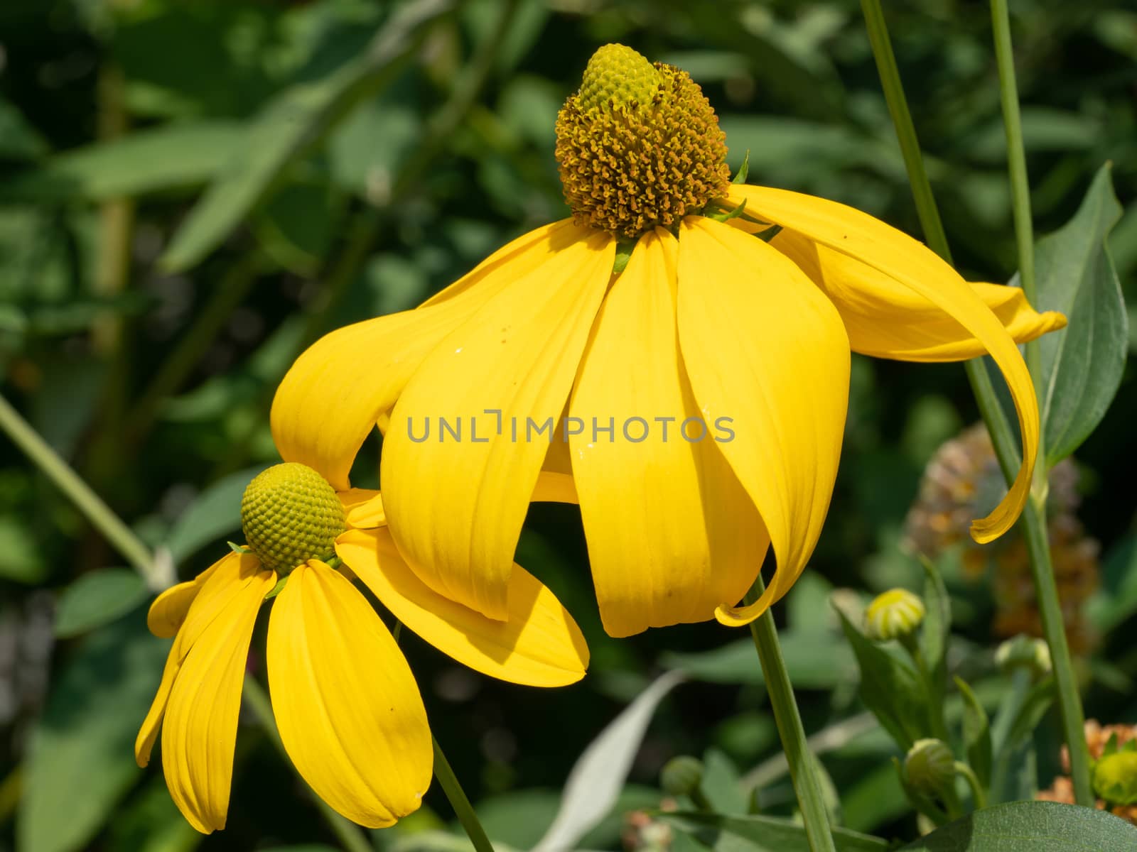 Shiny Coneflower (Rudbeckia nitida), flowers of summer