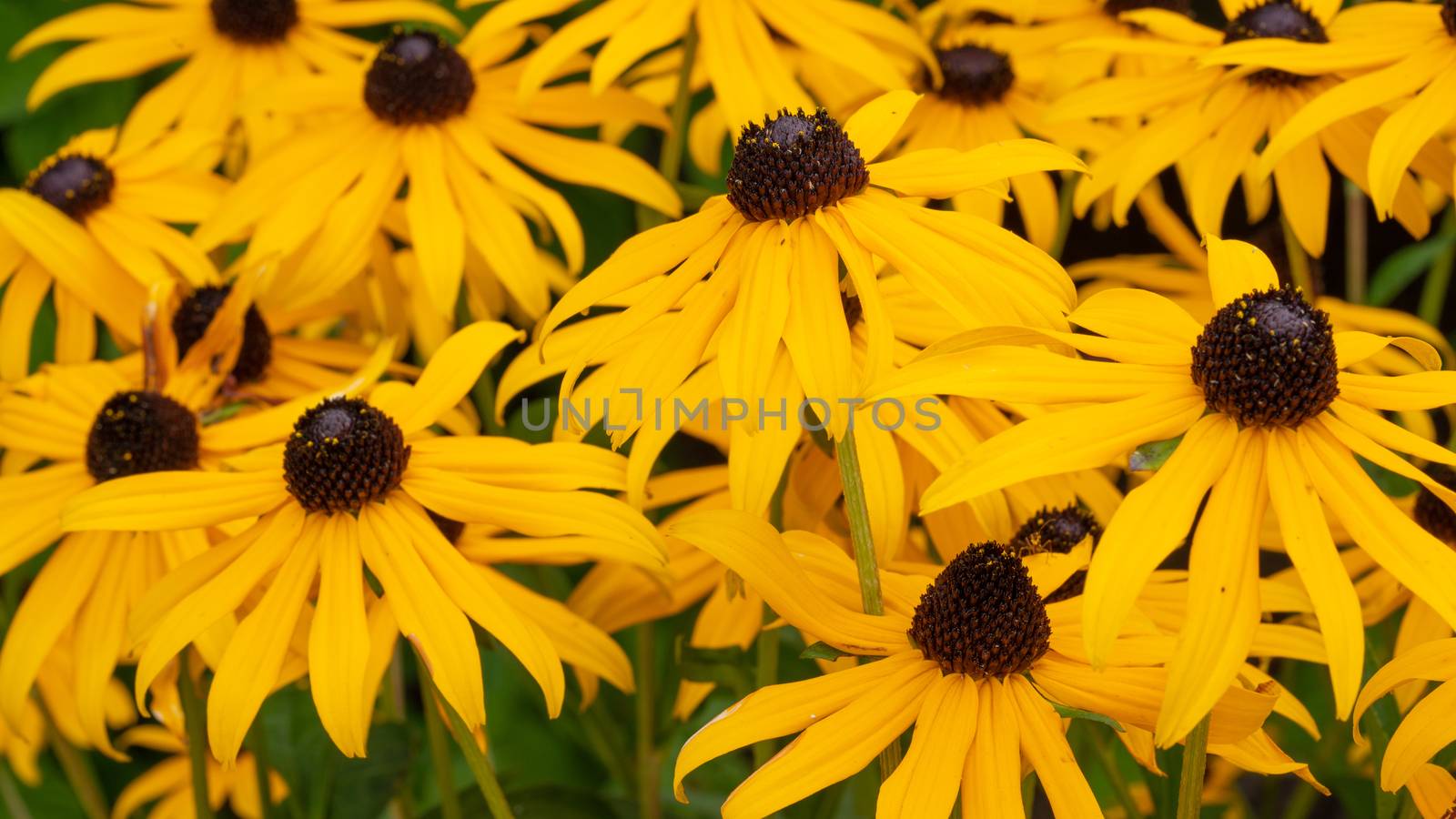 Orange Coneflower 'Goldsturm' (Rudbeckia fulgida), flowers of summer