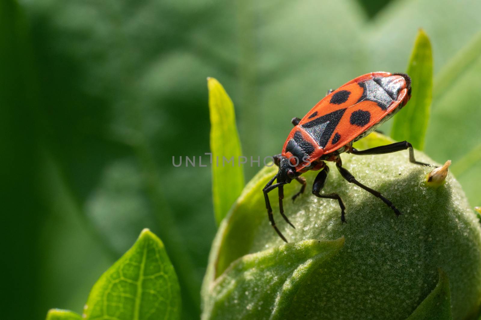 Firebug (Pyrrhocoris apterus), vermin in the gardens