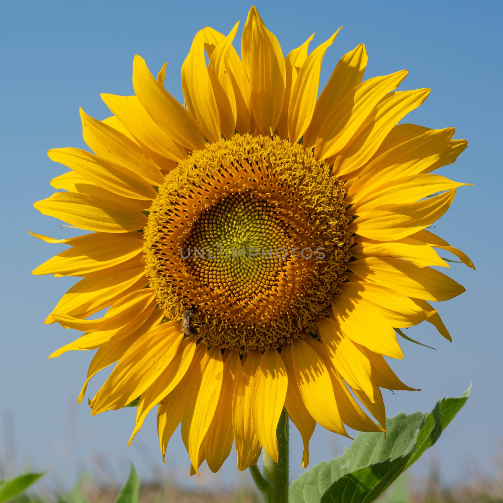Sunflower (Helianthus annuus), close up of the flower head