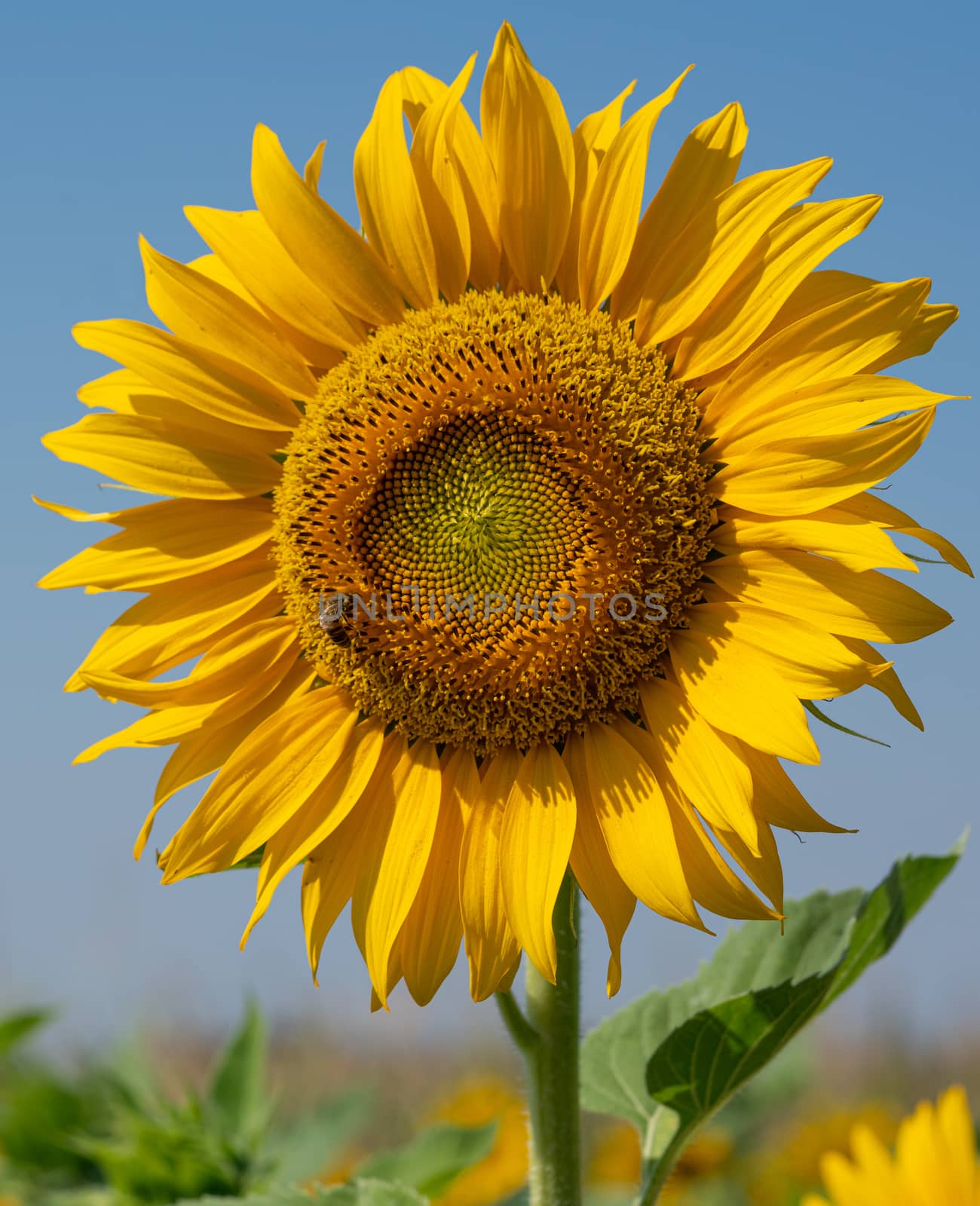 Sunflower (Helianthus annuus), close up of the flower head