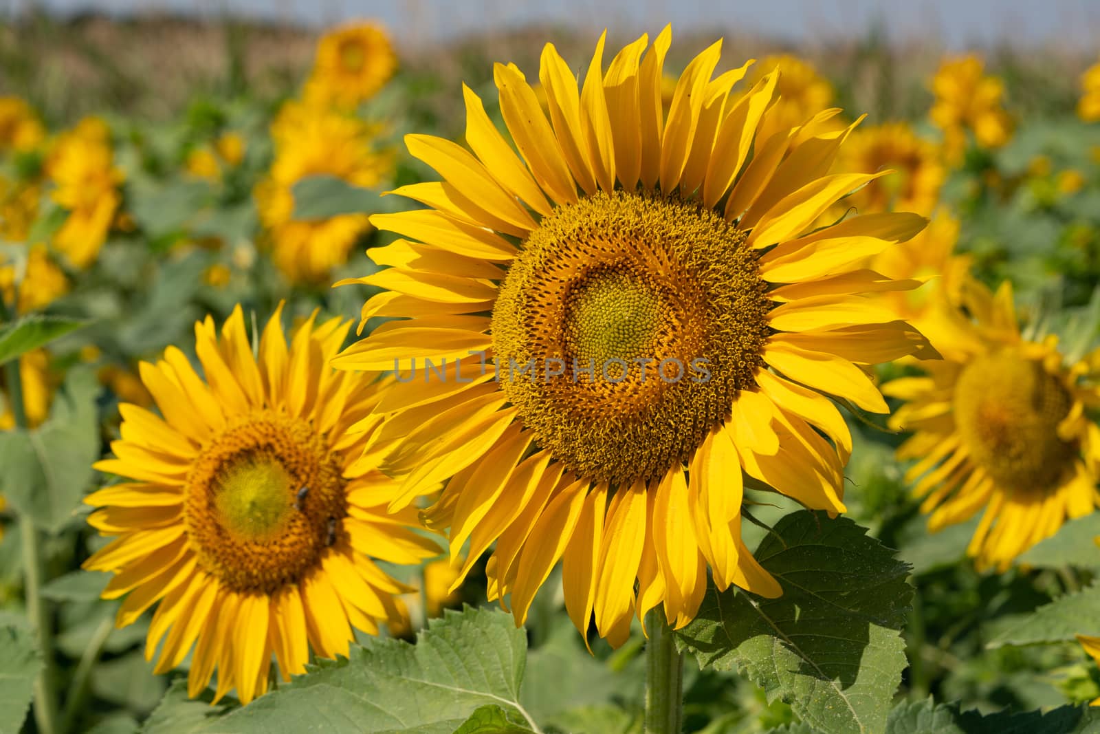 Sunflower (Helianthus annuus), close up of the flower head