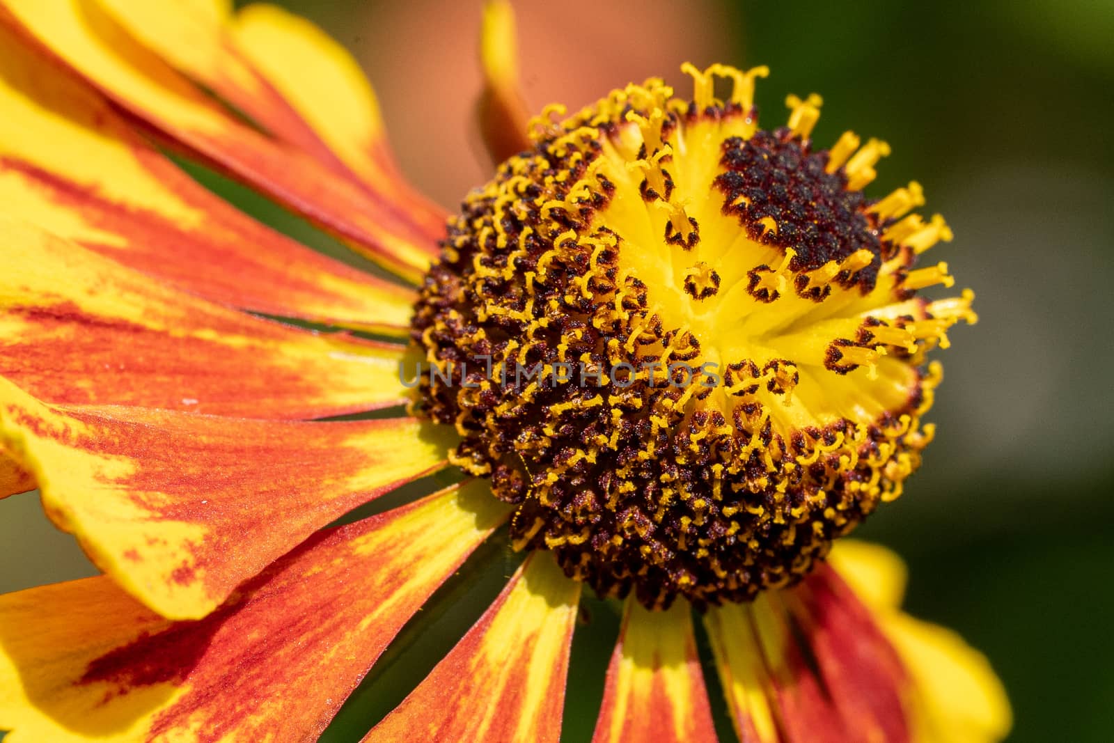 Helens Flower (Helenium), flowers of summertime