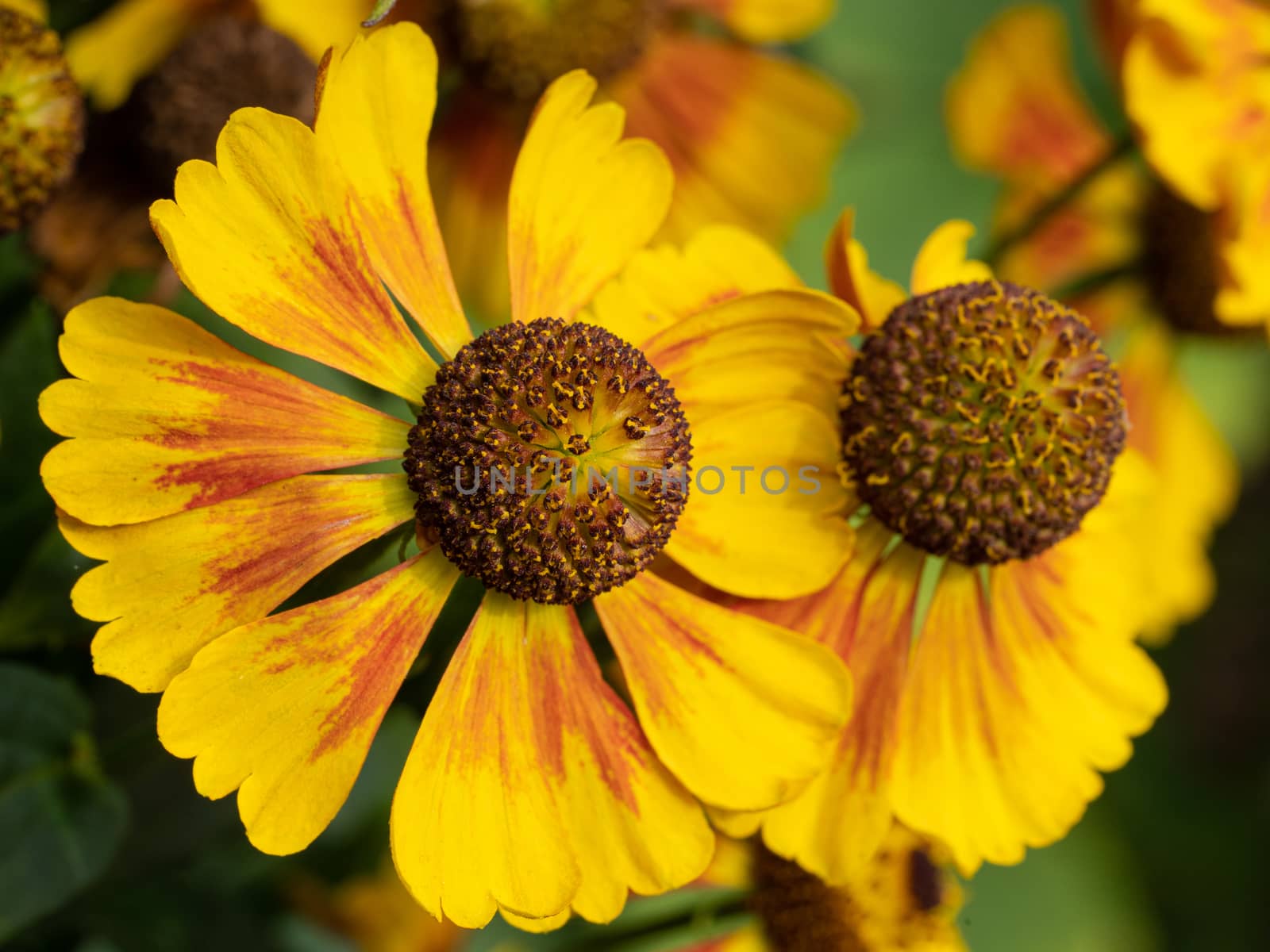 Helens Flower (Helenium), flowers of summertime