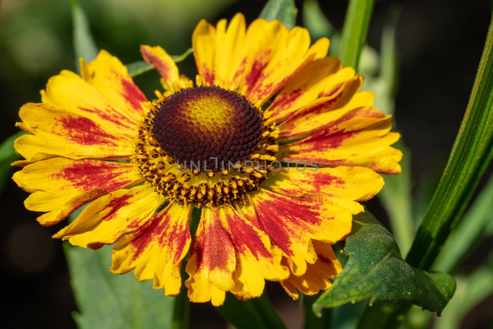 Helens Flower (Helenium), flowers of summertime