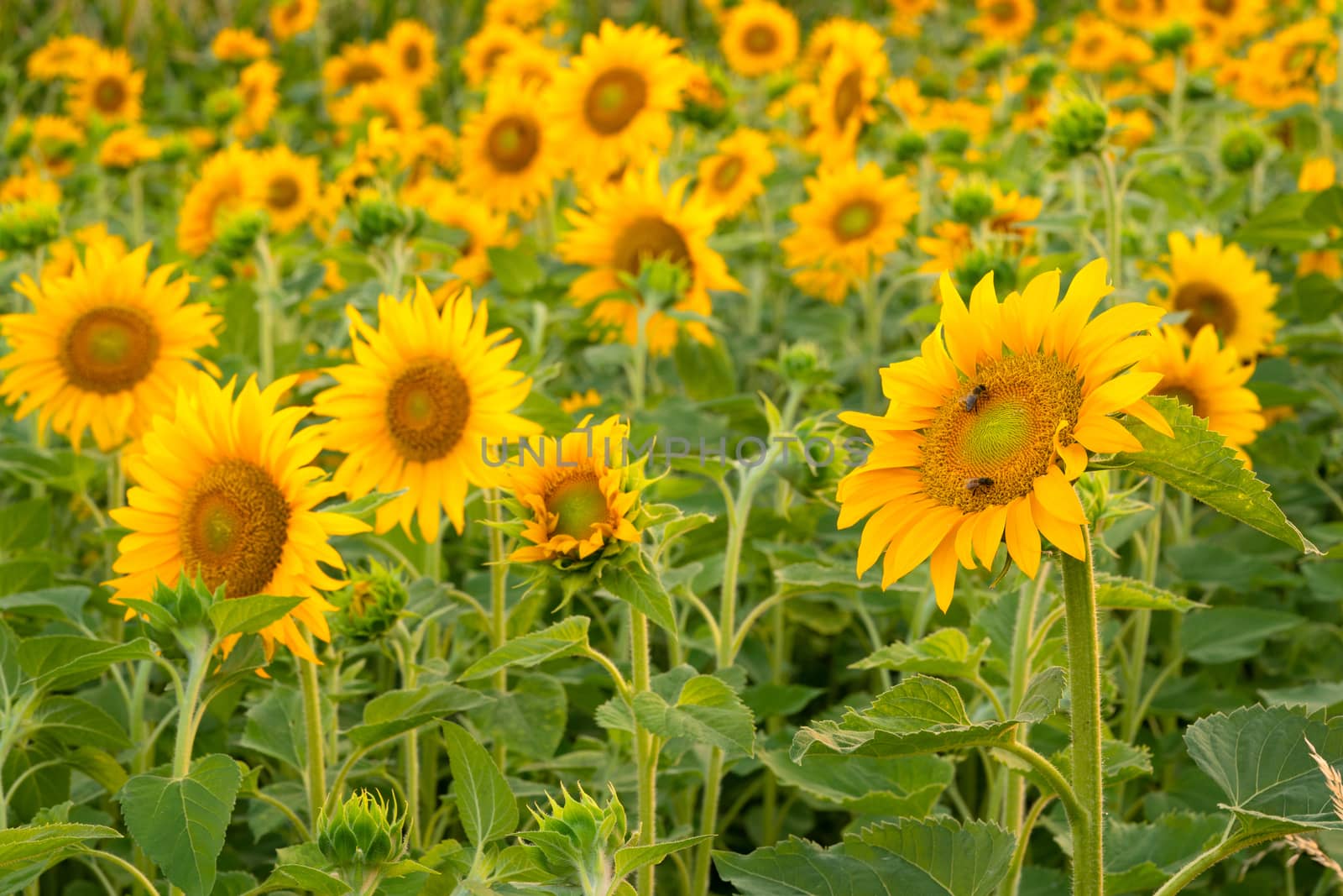 Sunflower (Helianthus annuus), close up of the flower head