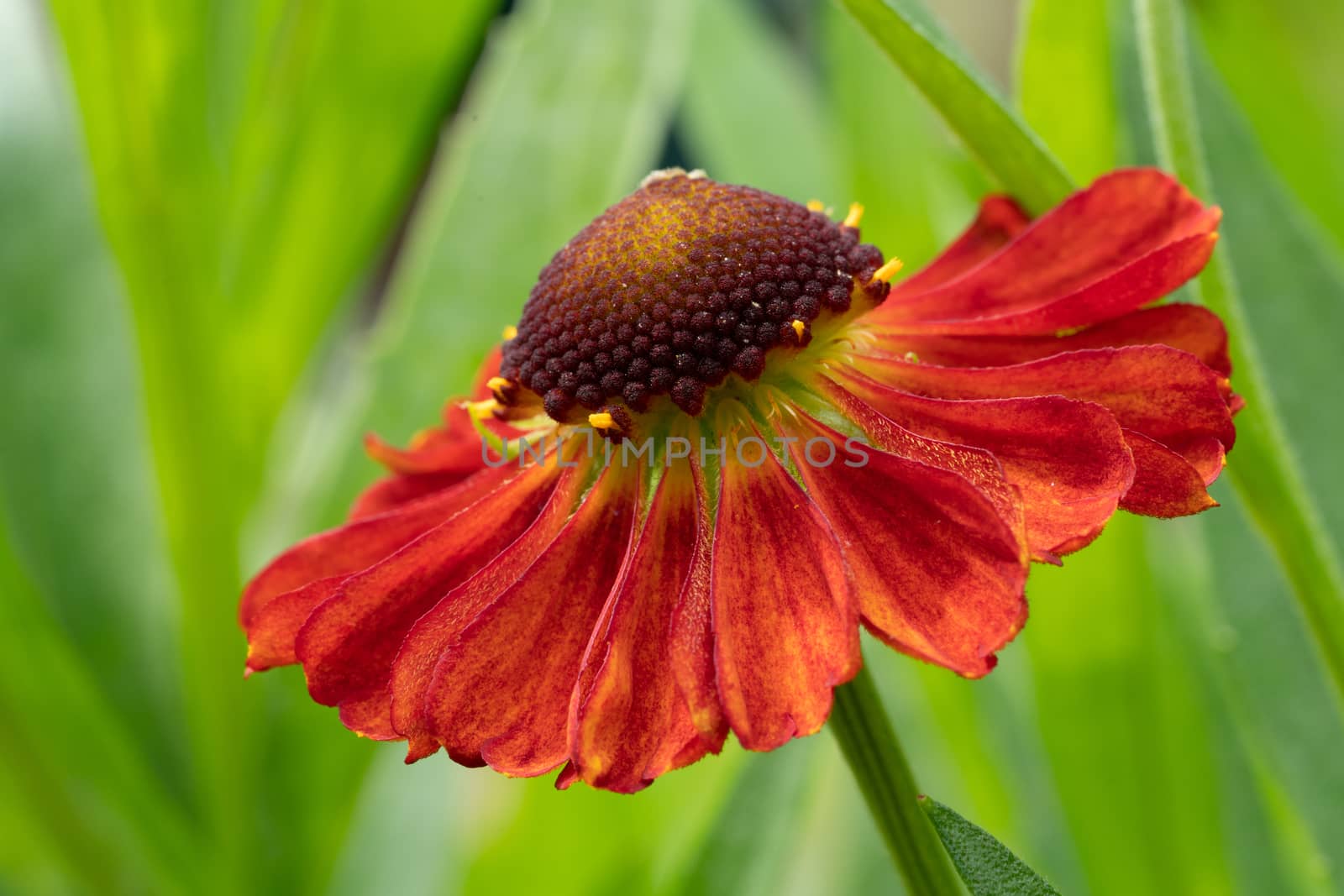 Helens Flower (Helenium), flowers of summertime