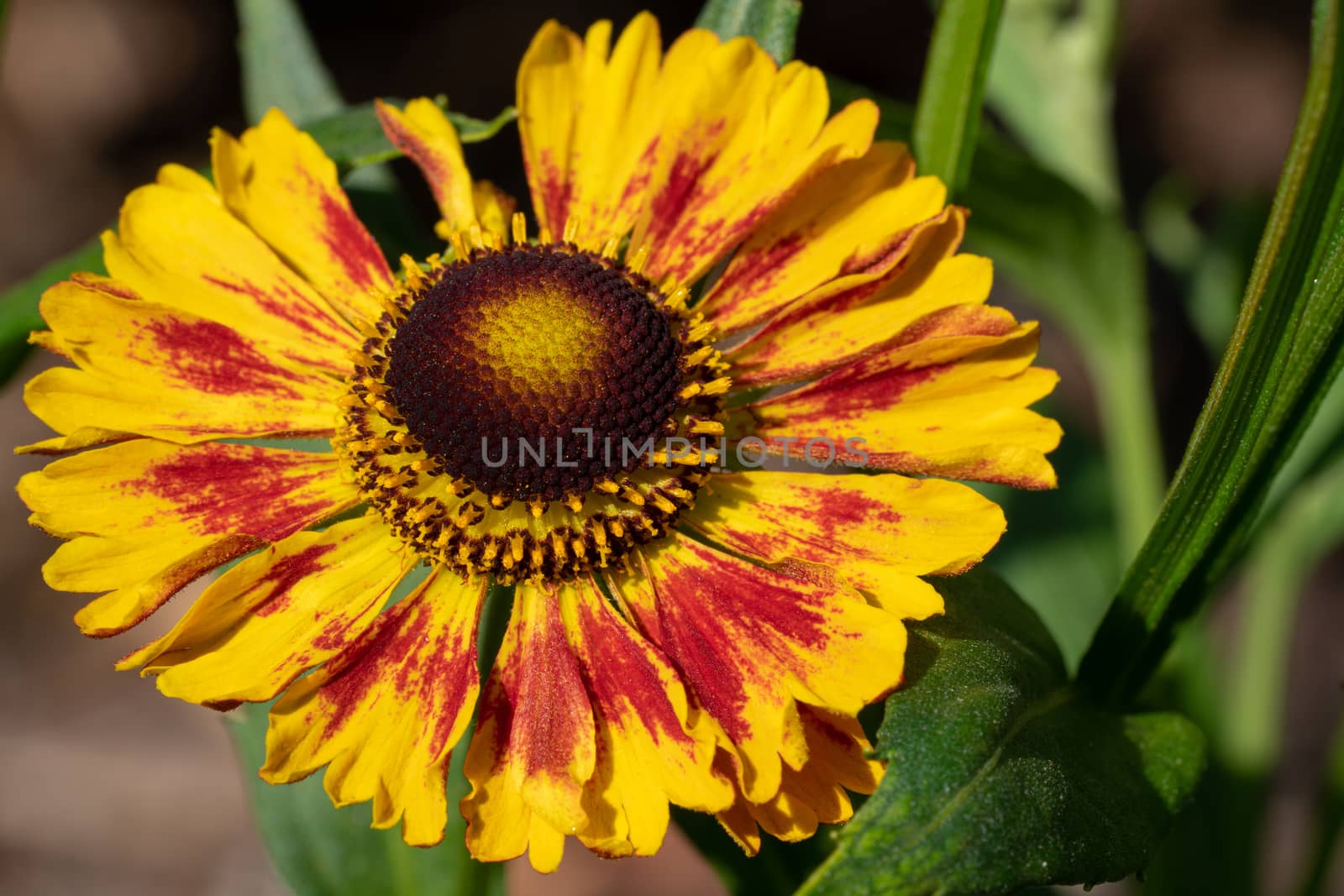 Helens Flower (Helenium), flowers of summertime