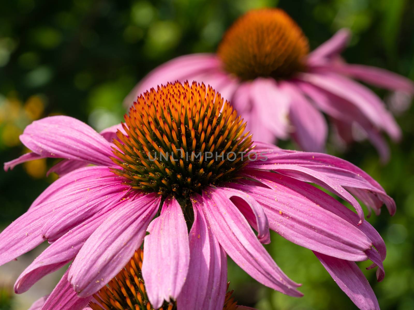 Coneflower (Echinacea purpurea), flowers of summer