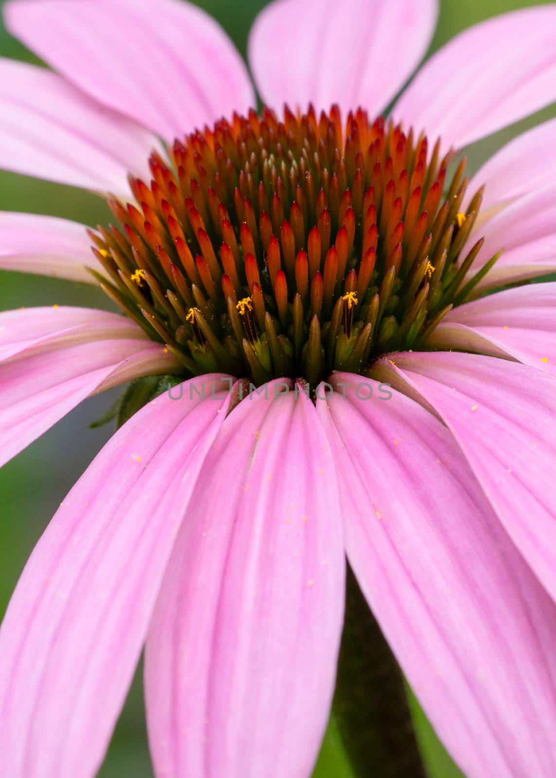 Coneflower, Echinacea purpurea by alfotokunst