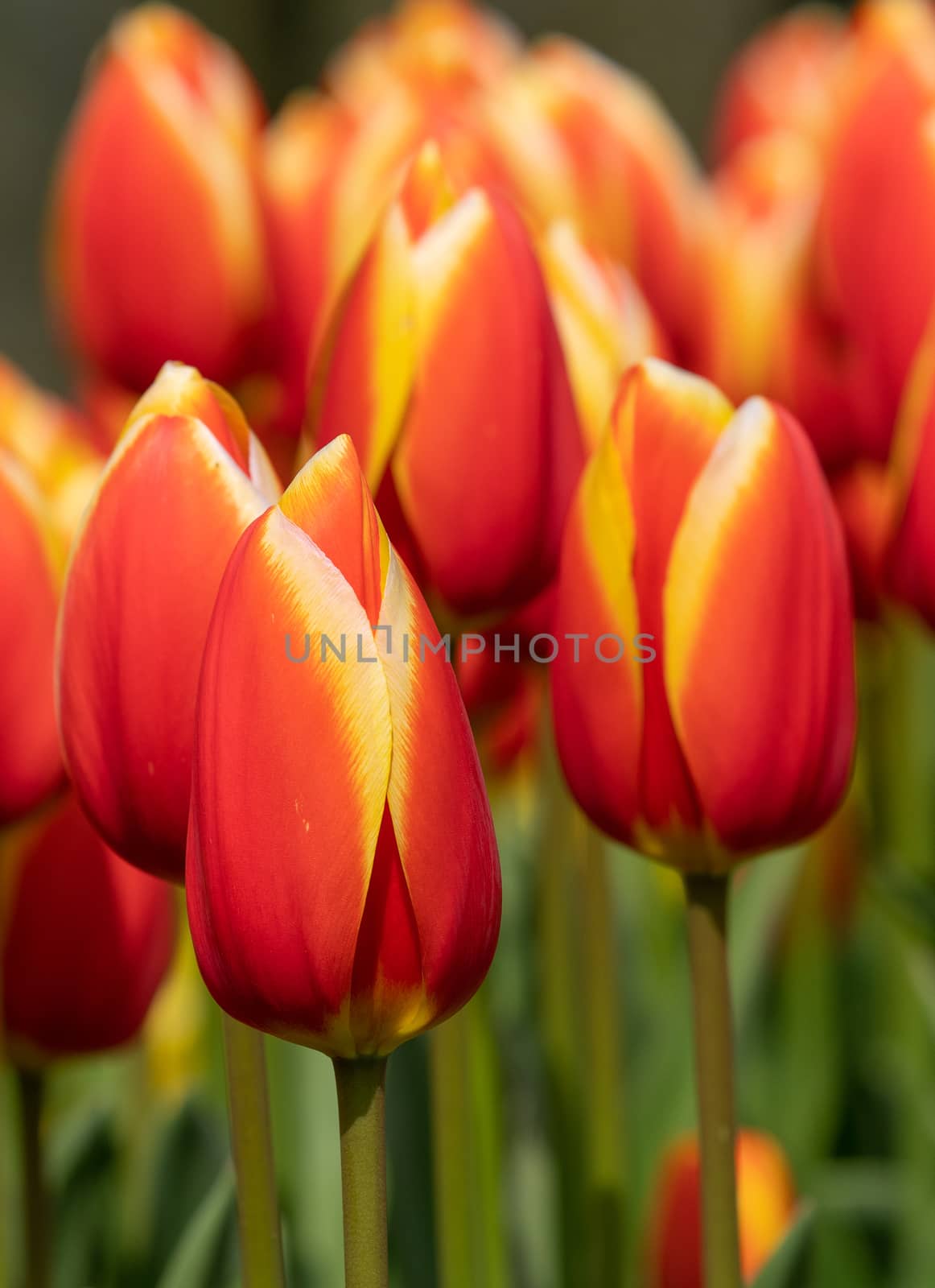 Tulip (Tulipa), close up of the flower of spring